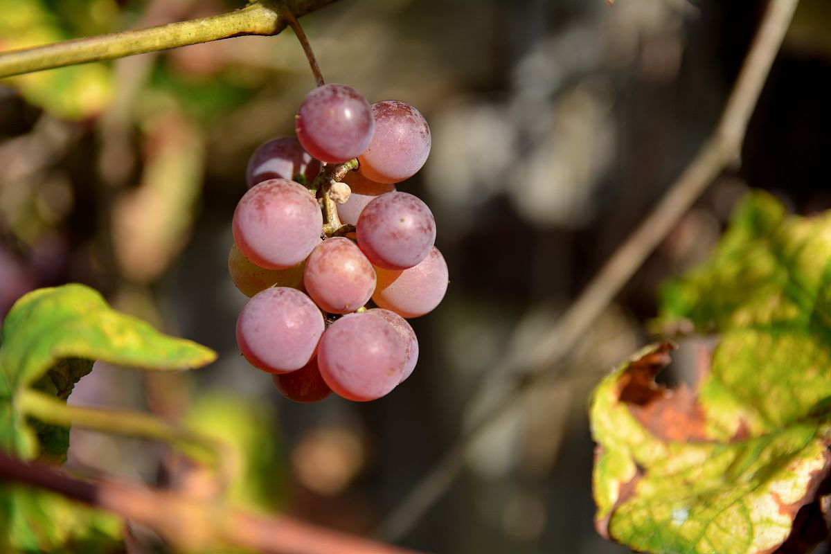 葡萄落花落果原因解析：水分、营养、病虫害、气候、栽培管理