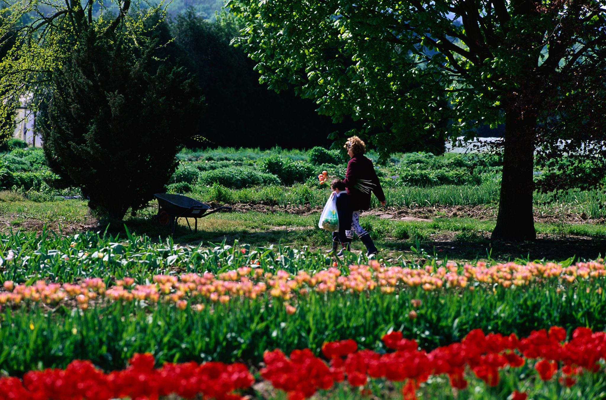 以春天逛公园能发现怎样的快乐？为题写一篇文章1200字左右。重新编写标题