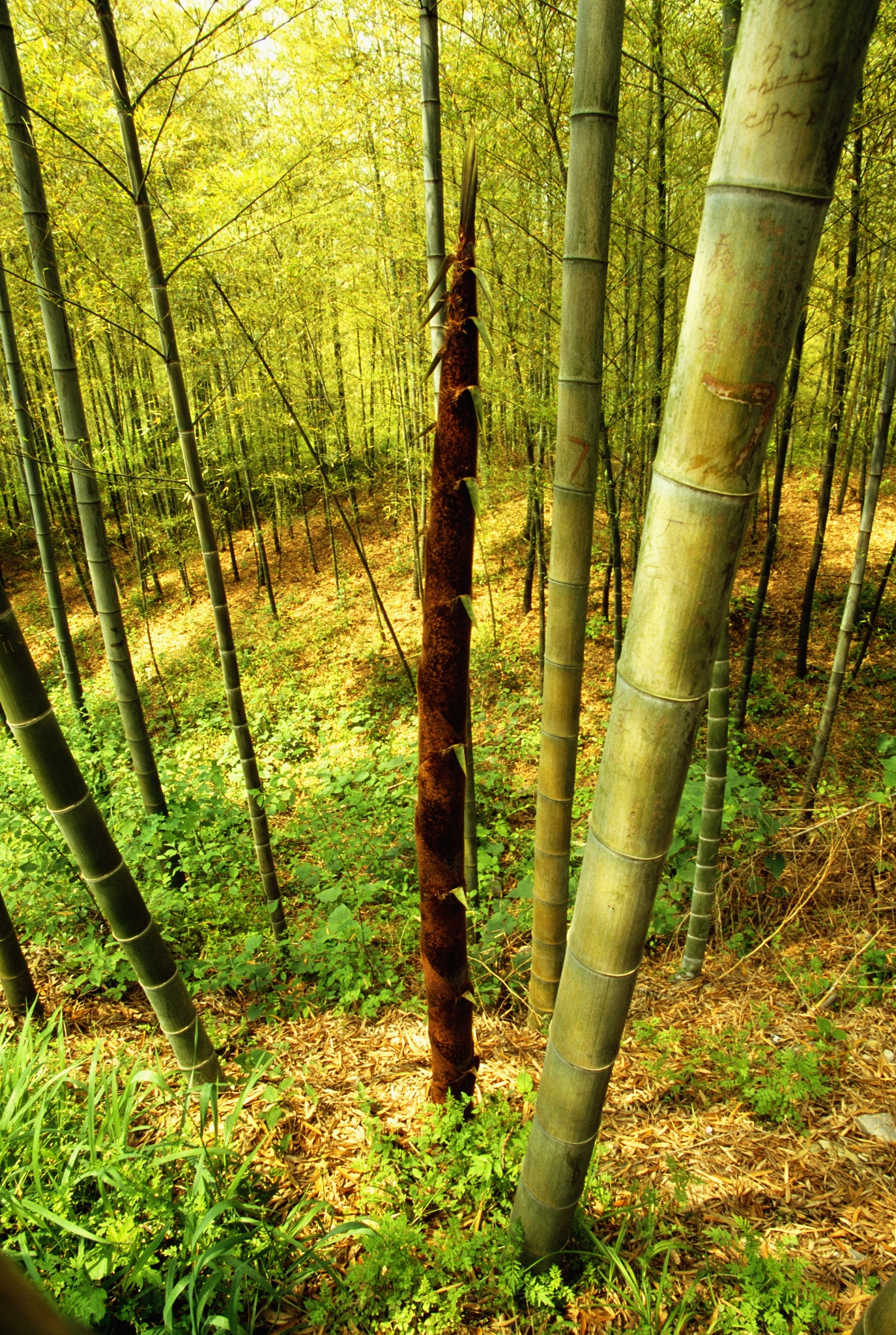 bamboo trees in a forest, jiangsu province, china