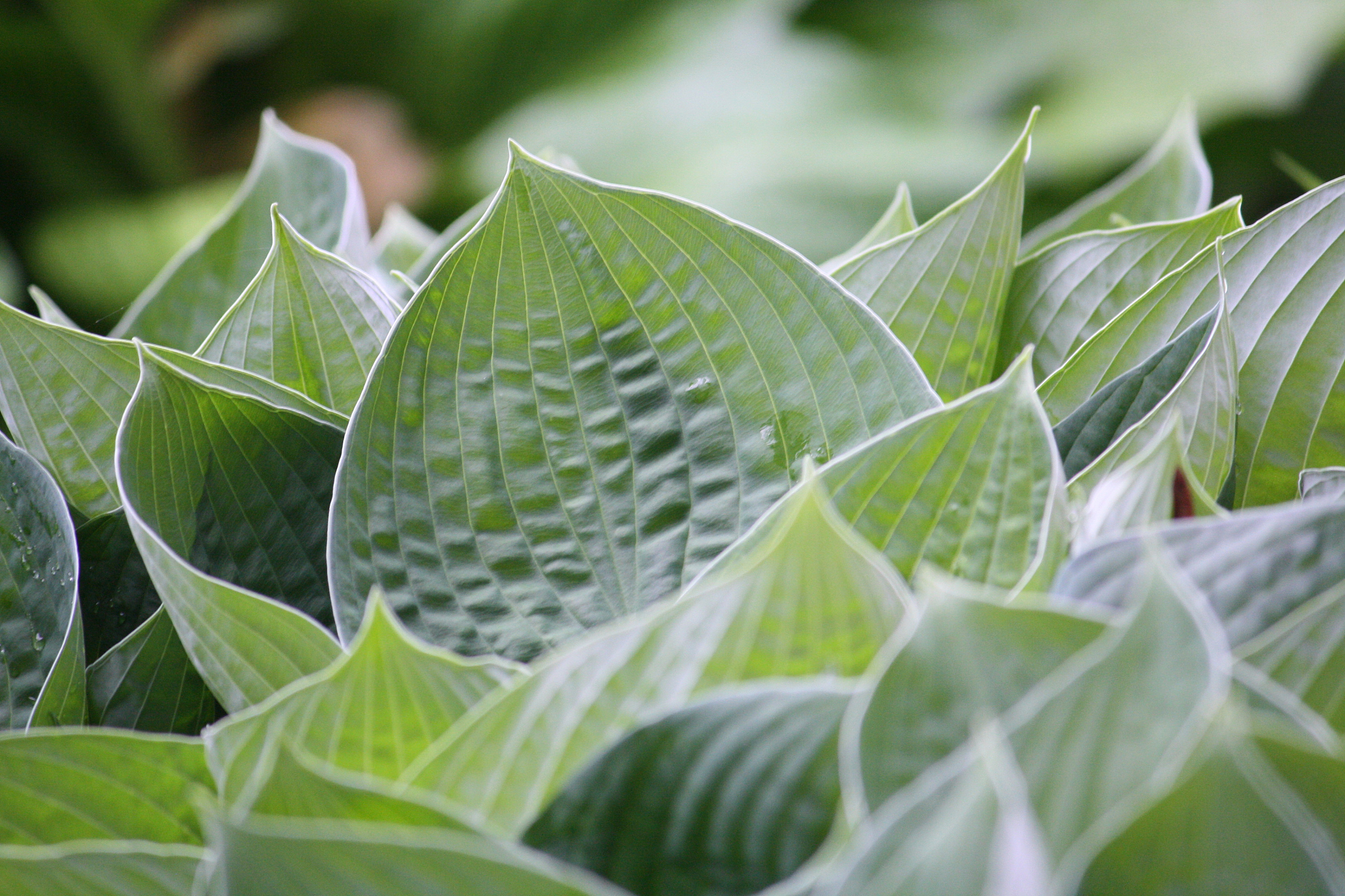 hostas
