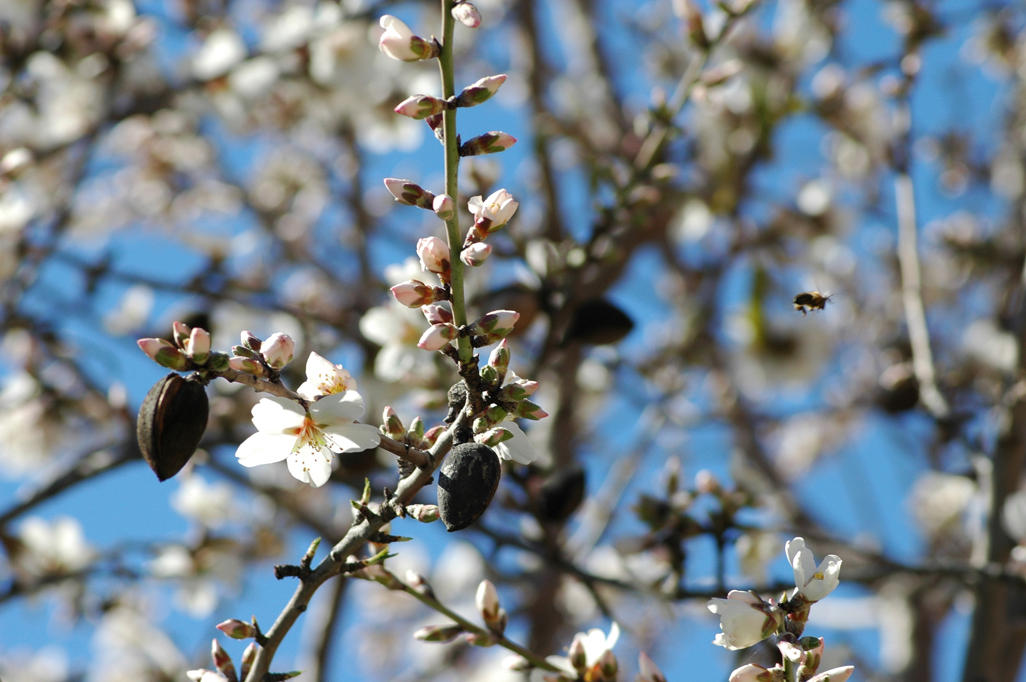 mandelblüte in spanien