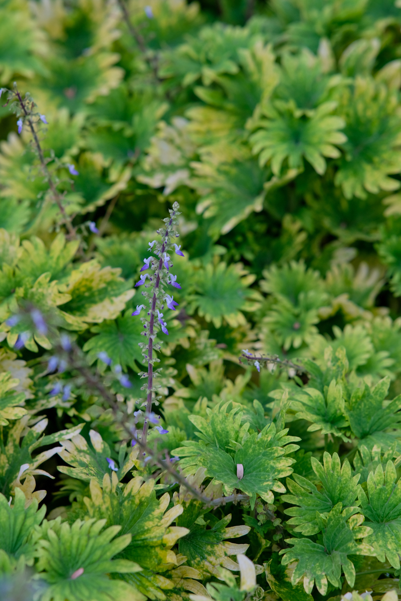 路边矮小植物的形容词 - 尽显自然之美