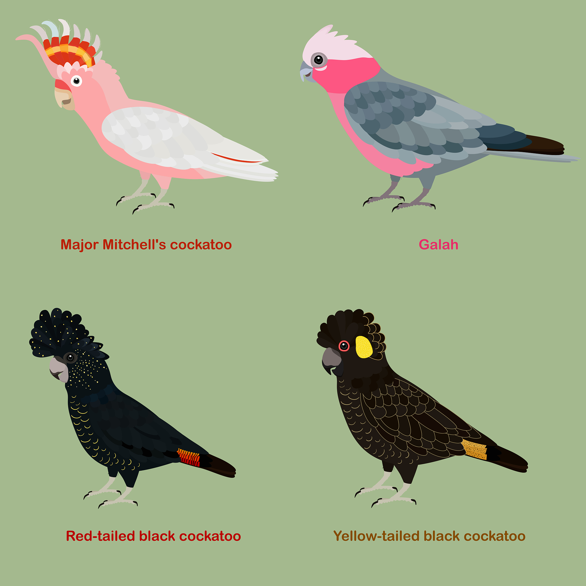 Biggest Bird: Longneck Billy vs. Terrance vs. Short View