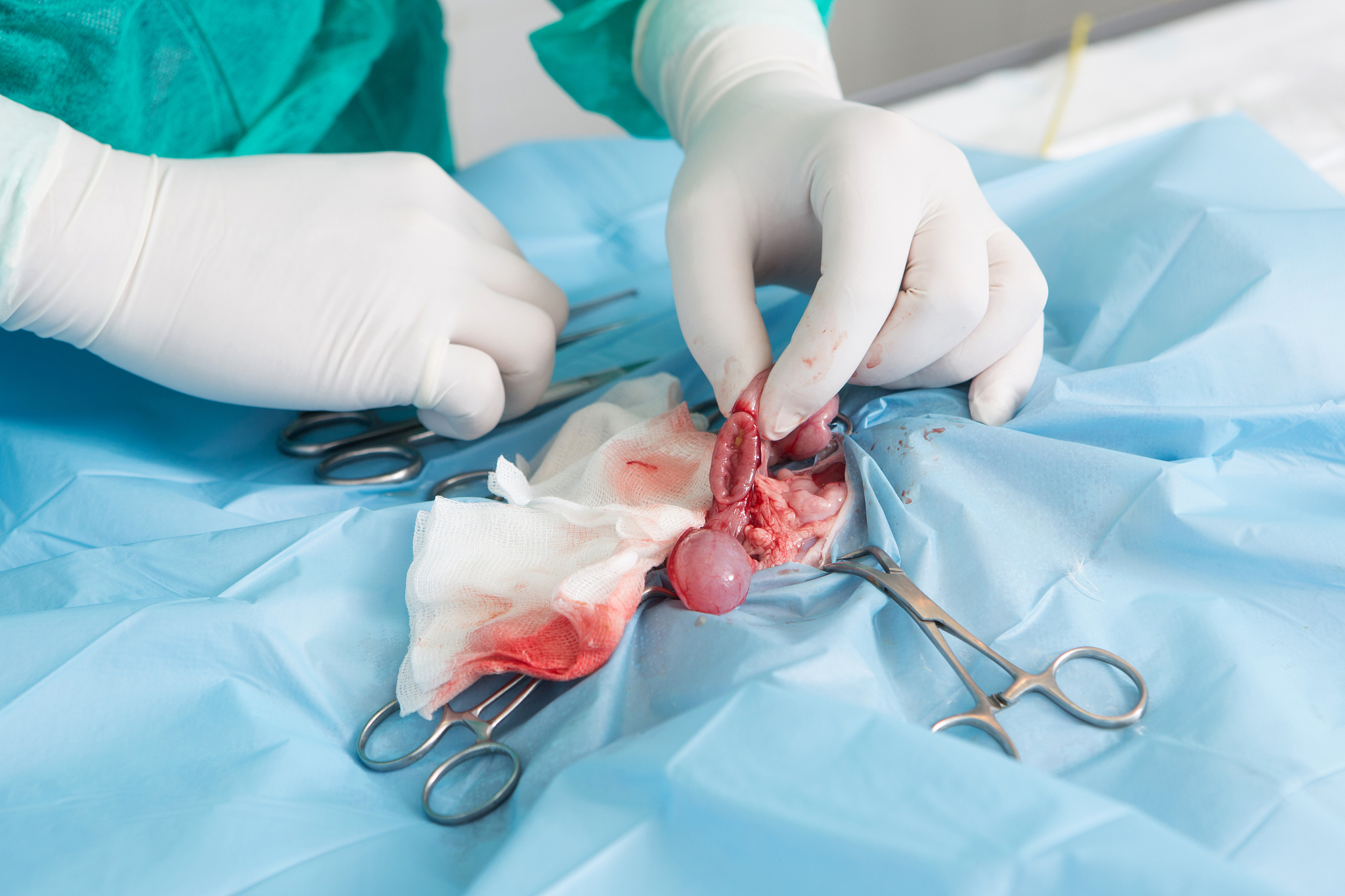 veterinary operation