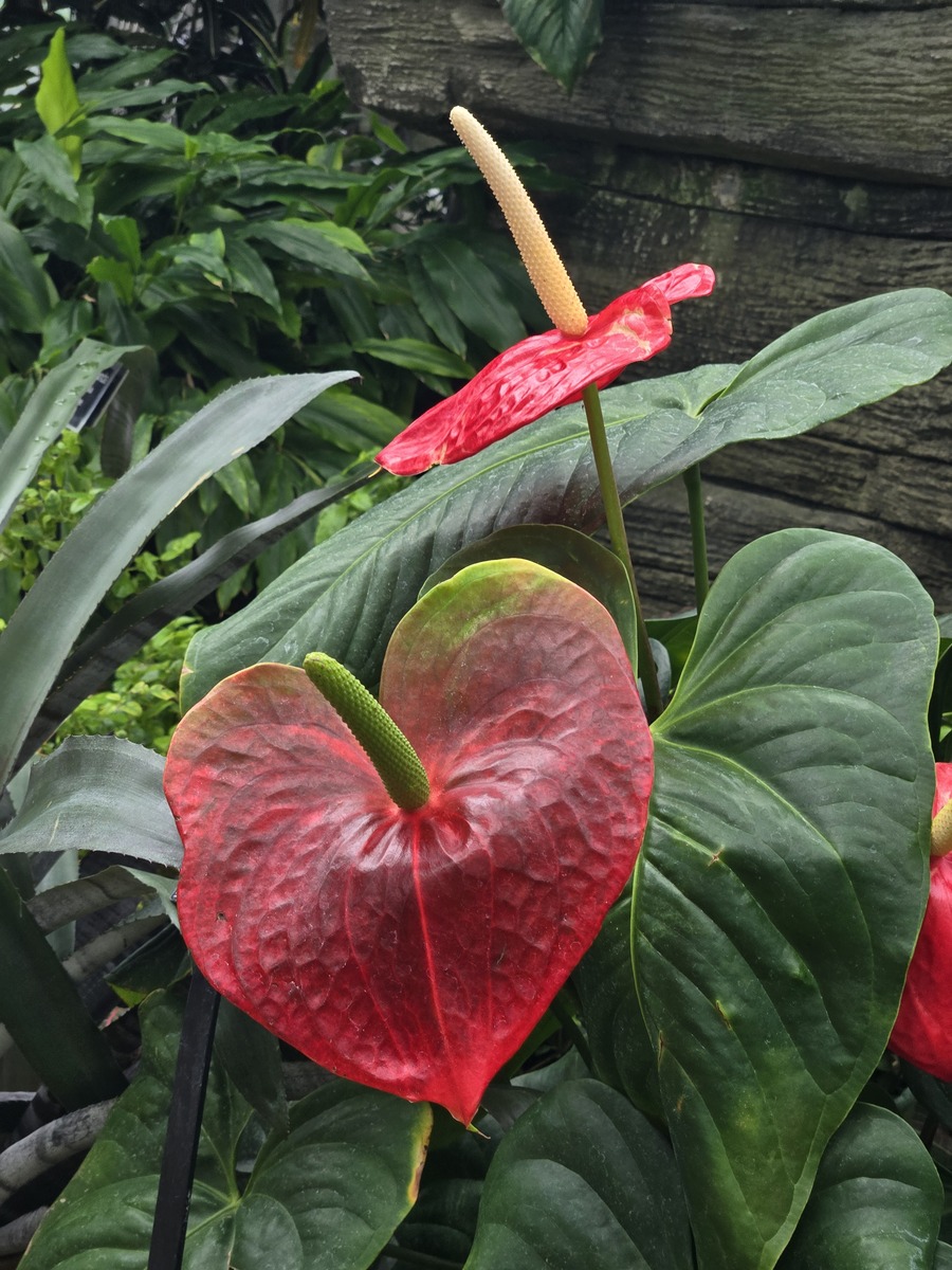 红掌的寓意和象征和白掌有何区别？400字