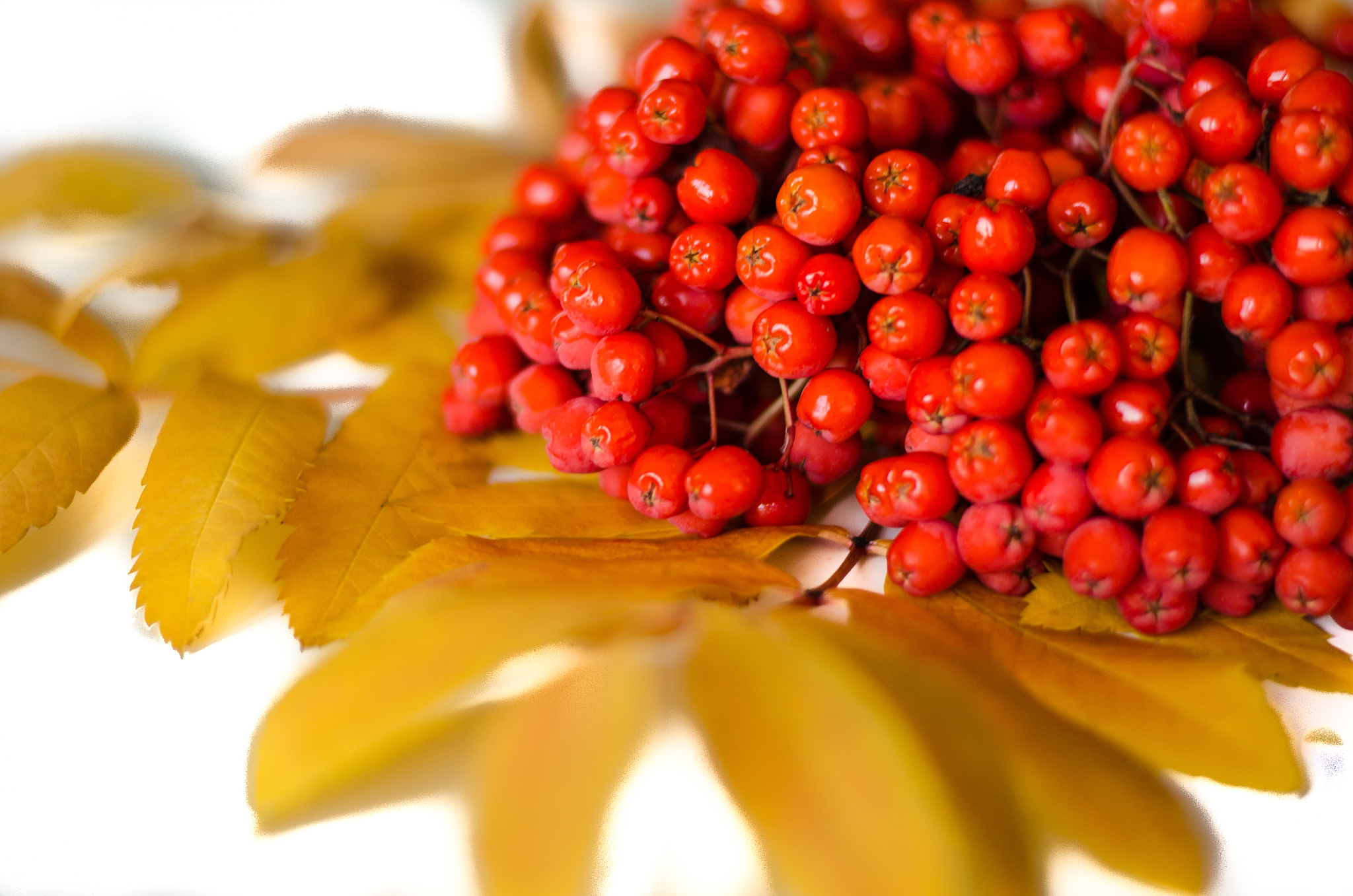 autumn fruits
