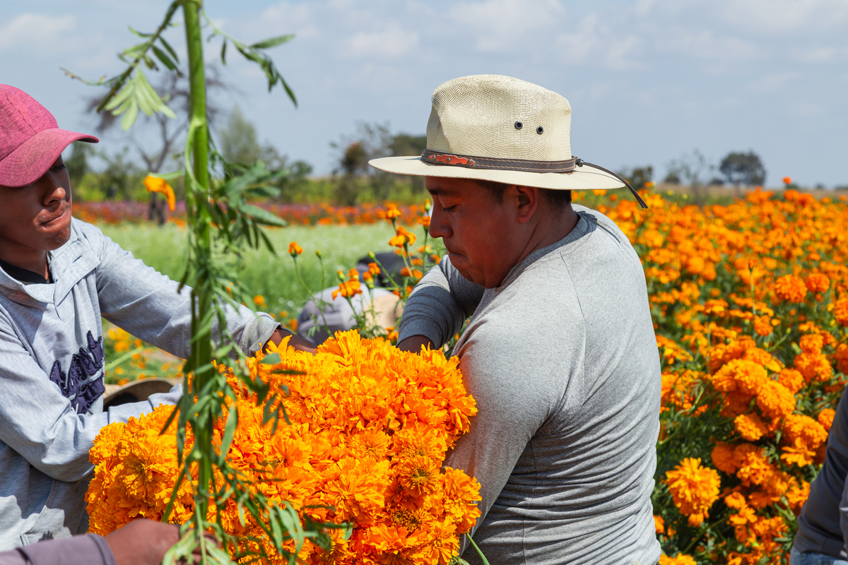 《秋菊和村长打官司》的故事以村长被拘留而告终试想村长回来以后乡村和乡村人会发生哪些变化写一个片段不少于300字