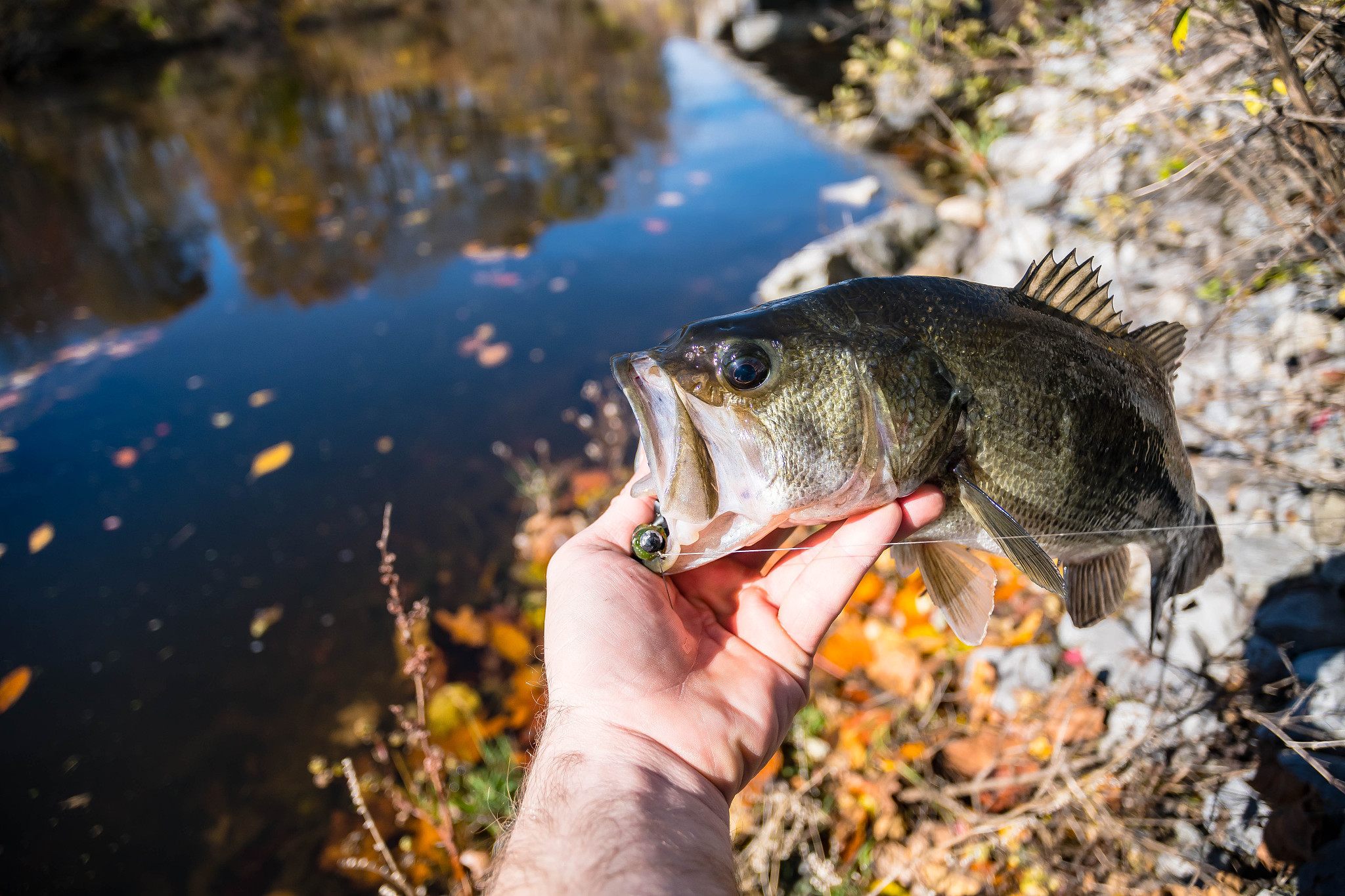 holding largemouth bass