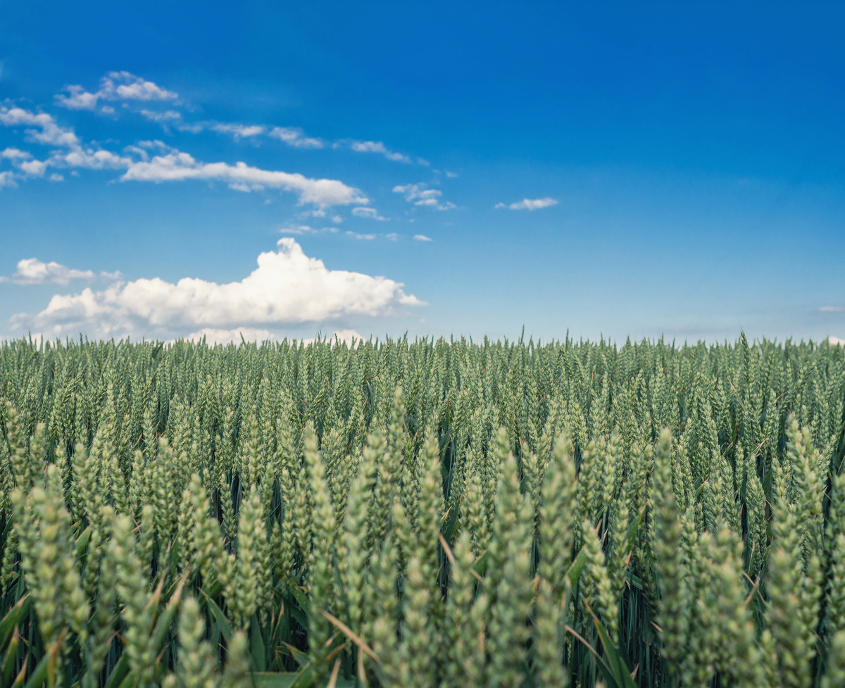 通辽地区5月份种植什么经济作物