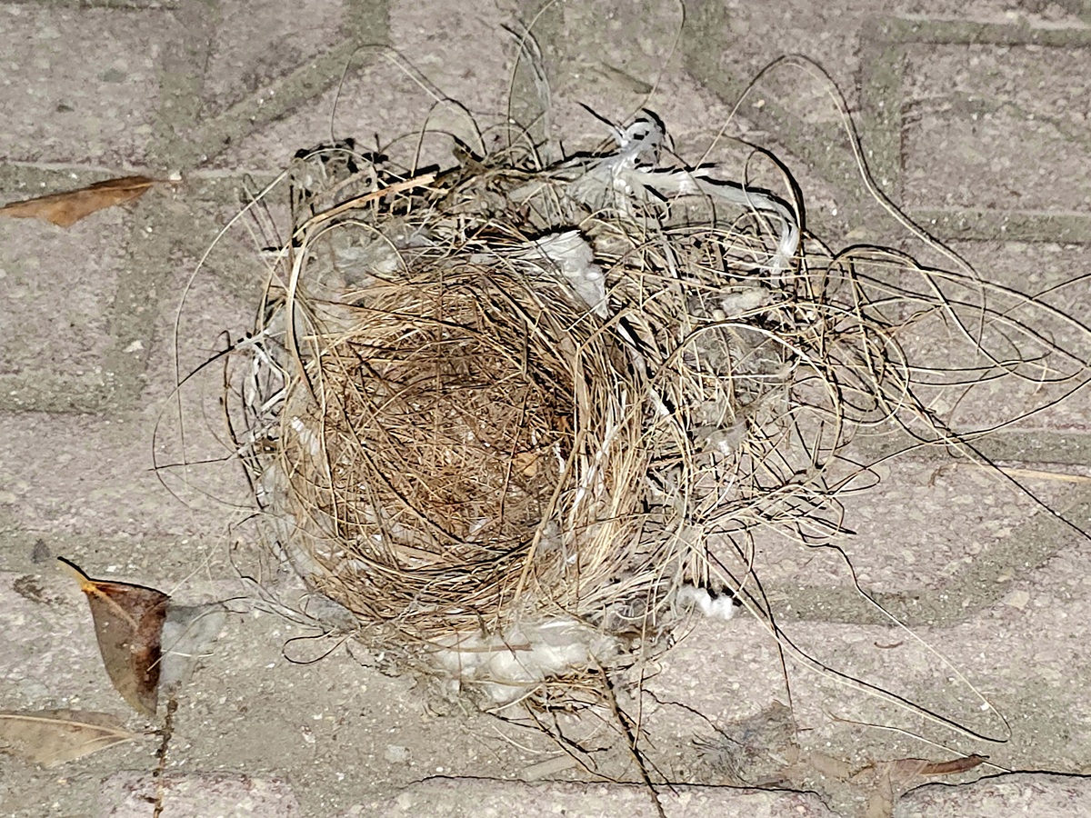 房间怎么会有鸟窝