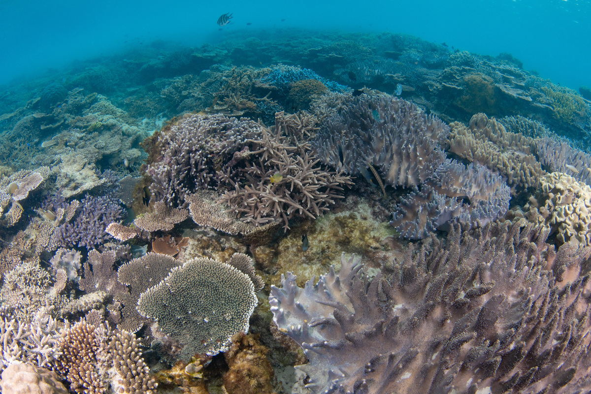 以珊瑚礁为视角 环境变化3000字