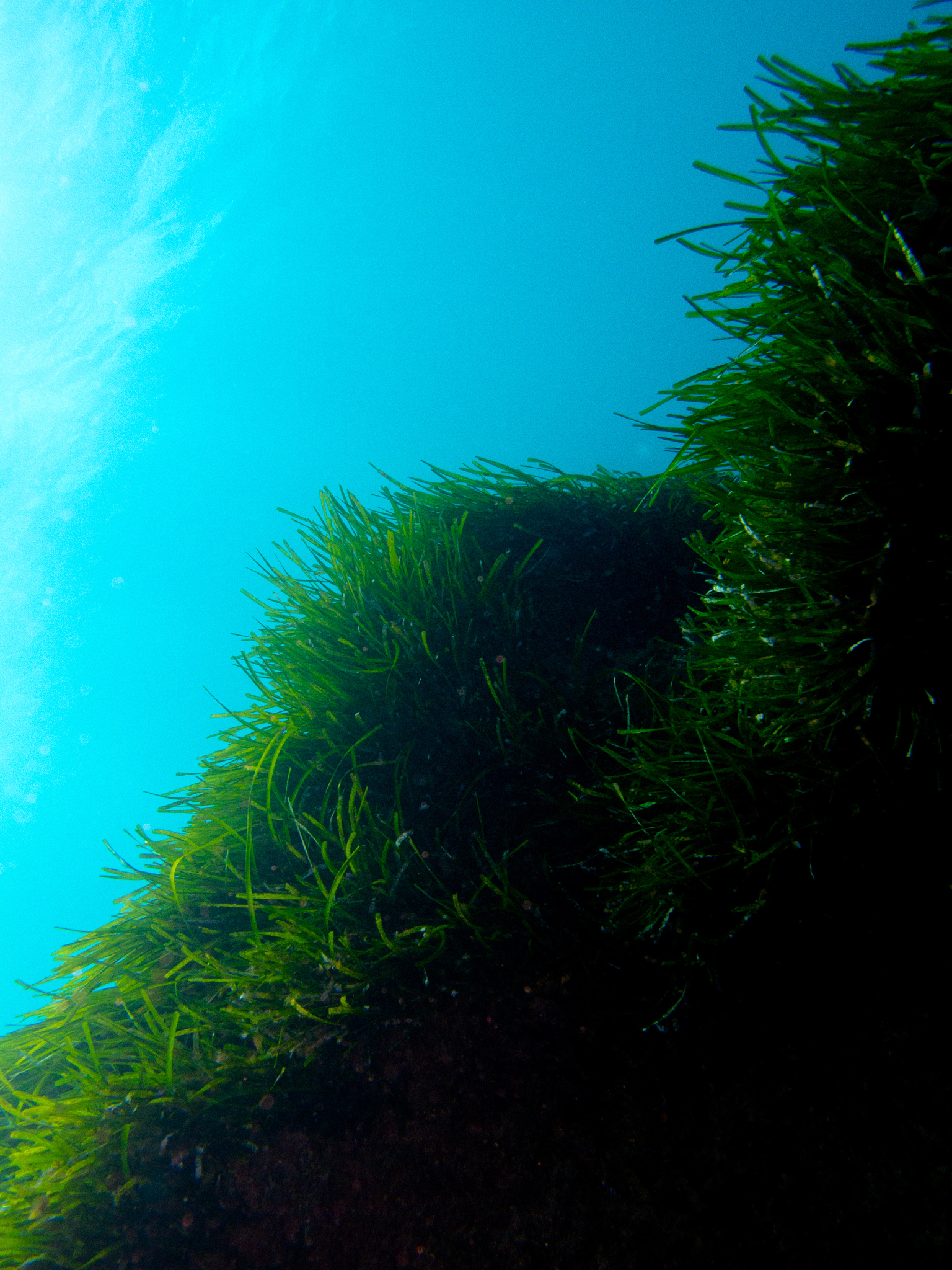 seaweed