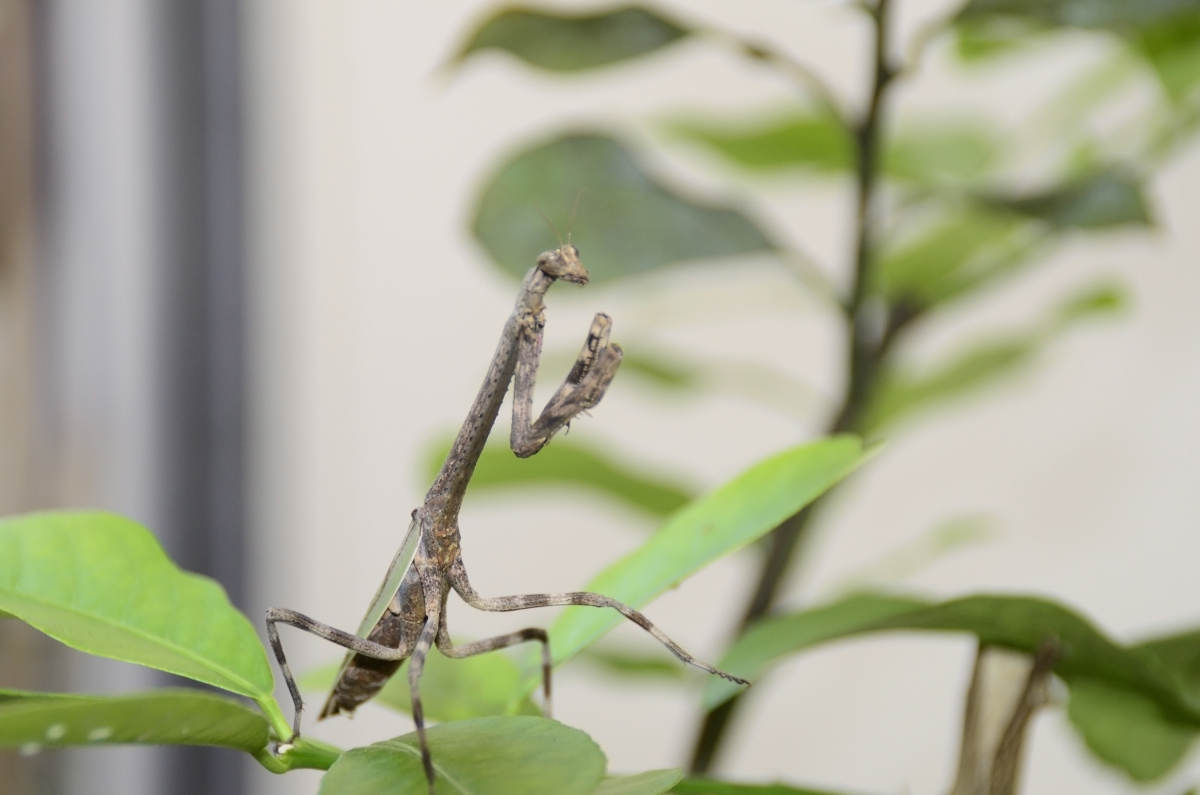 蝉鸣：生命赞歌的短暂而响亮的演绎