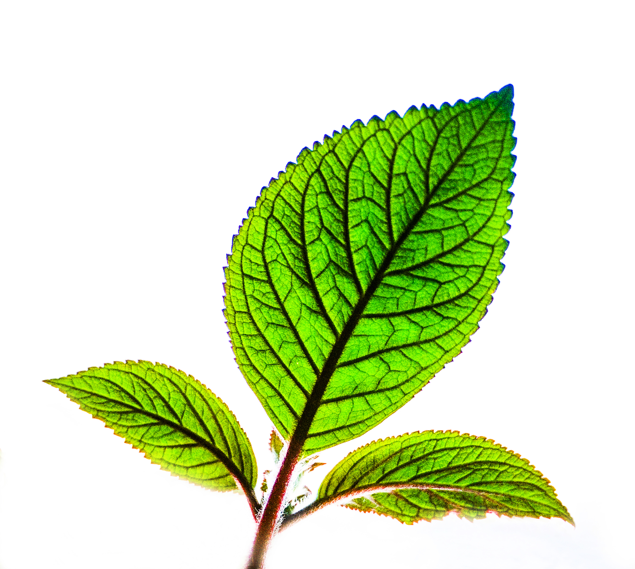 动态规划求解科学家小红的研究知识最大化问题