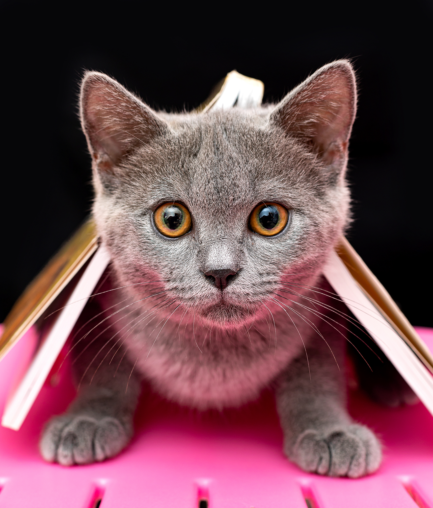 write satirical poetry about cat drinking hot urine