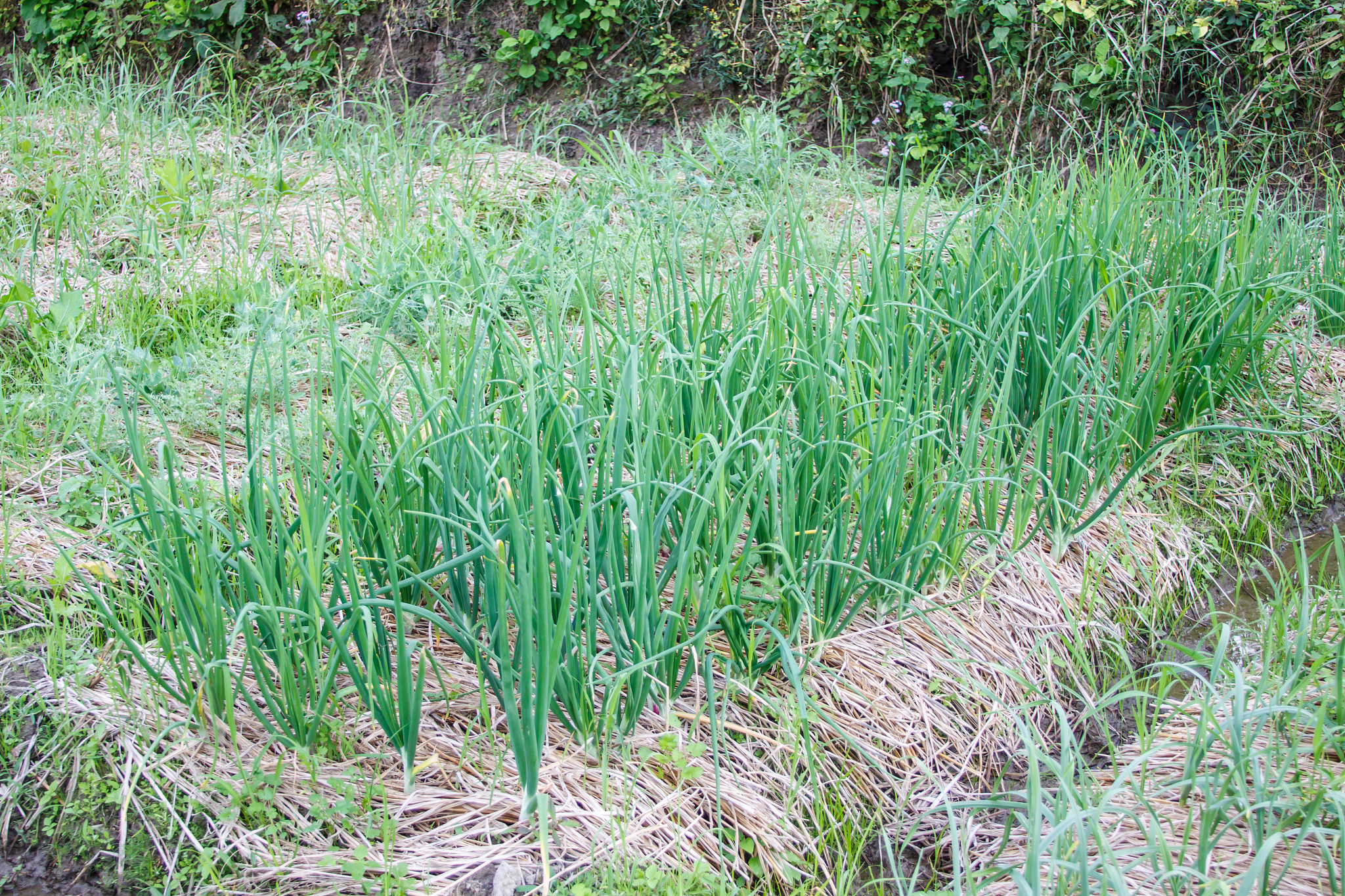 onion field in thailand
