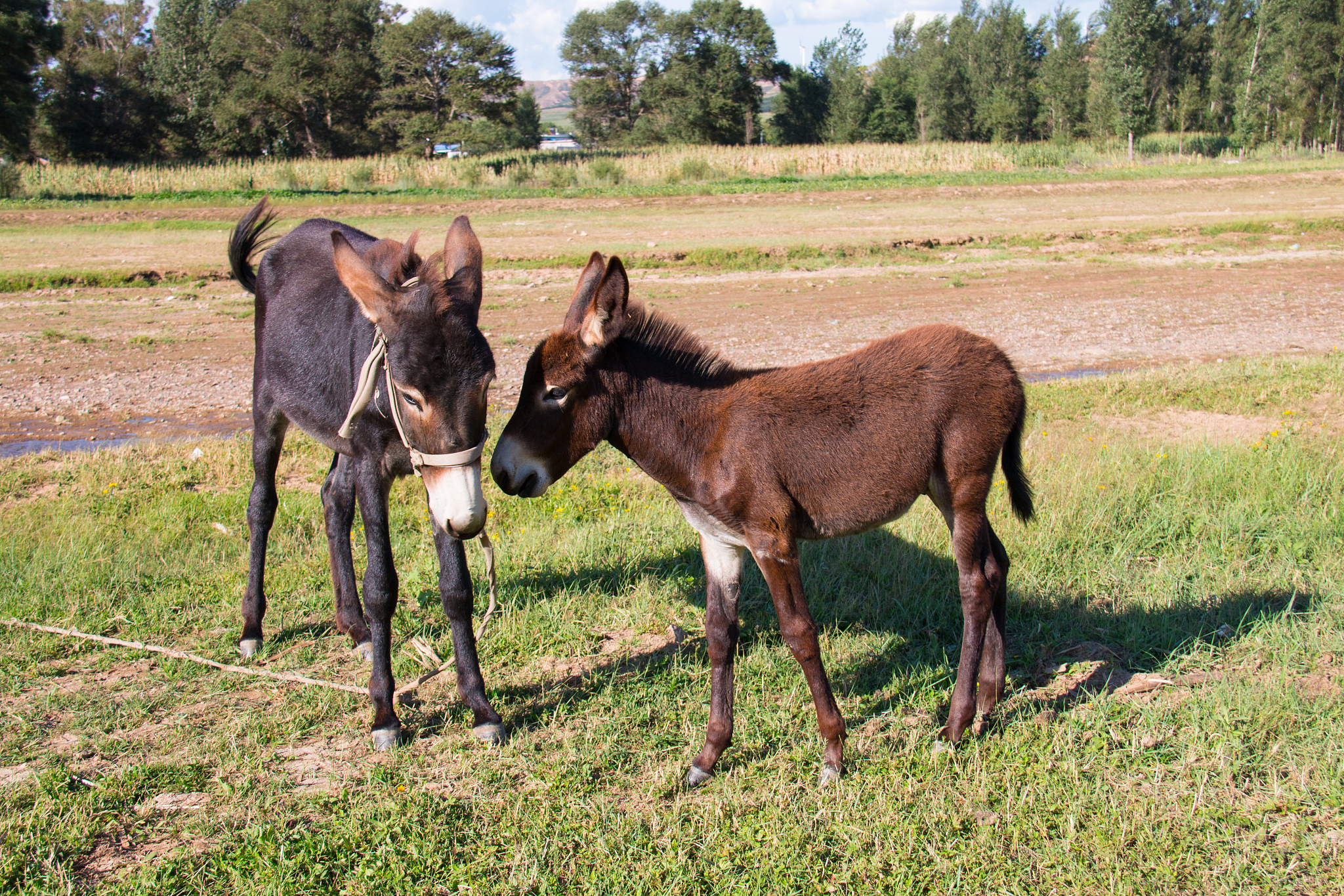 donkey