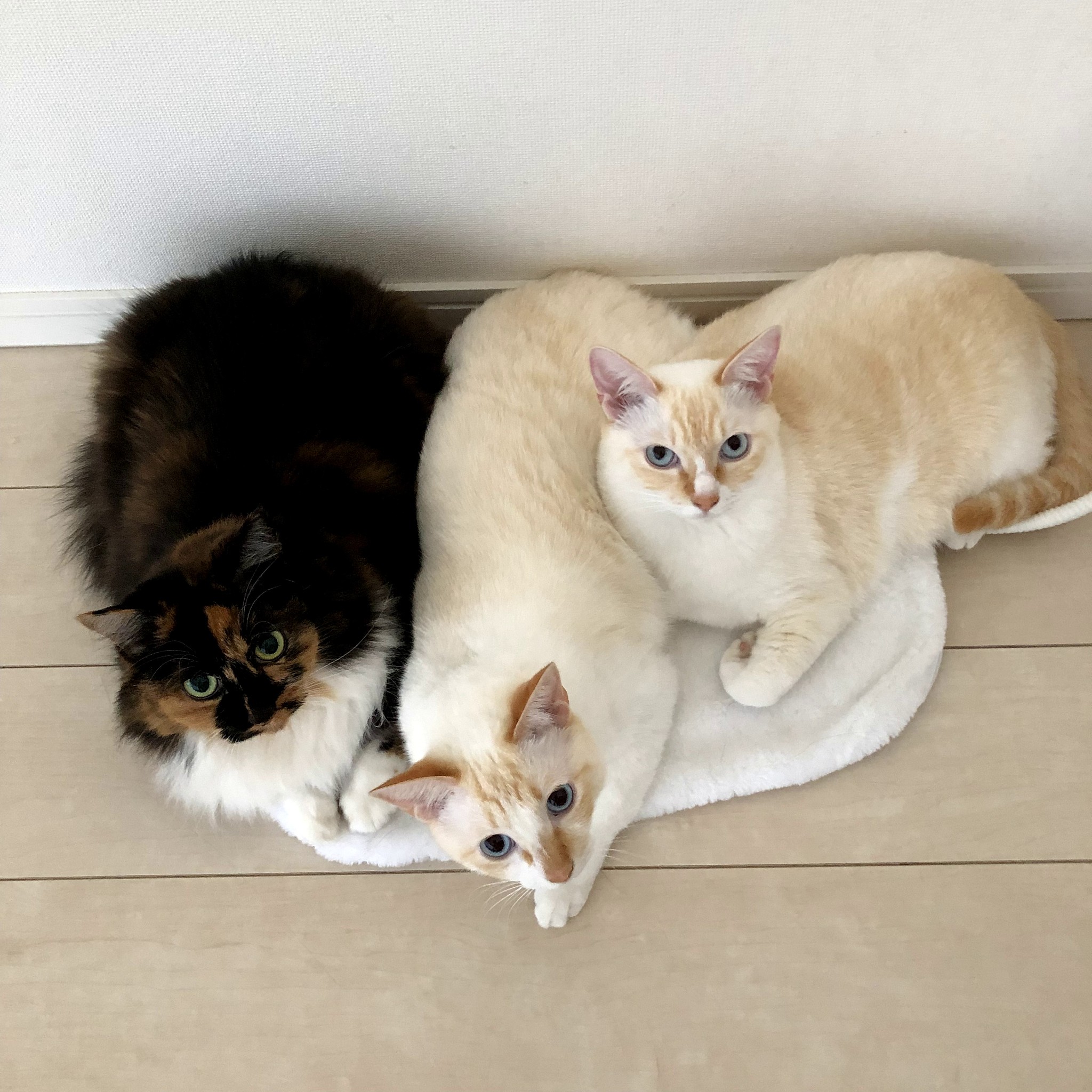 猫预产期超过几天就不能再等了？一般来说猫的预产期是60-67天如果超过70天还没有生产就需要考虑到可能出现了问题需要及时就医。继续
