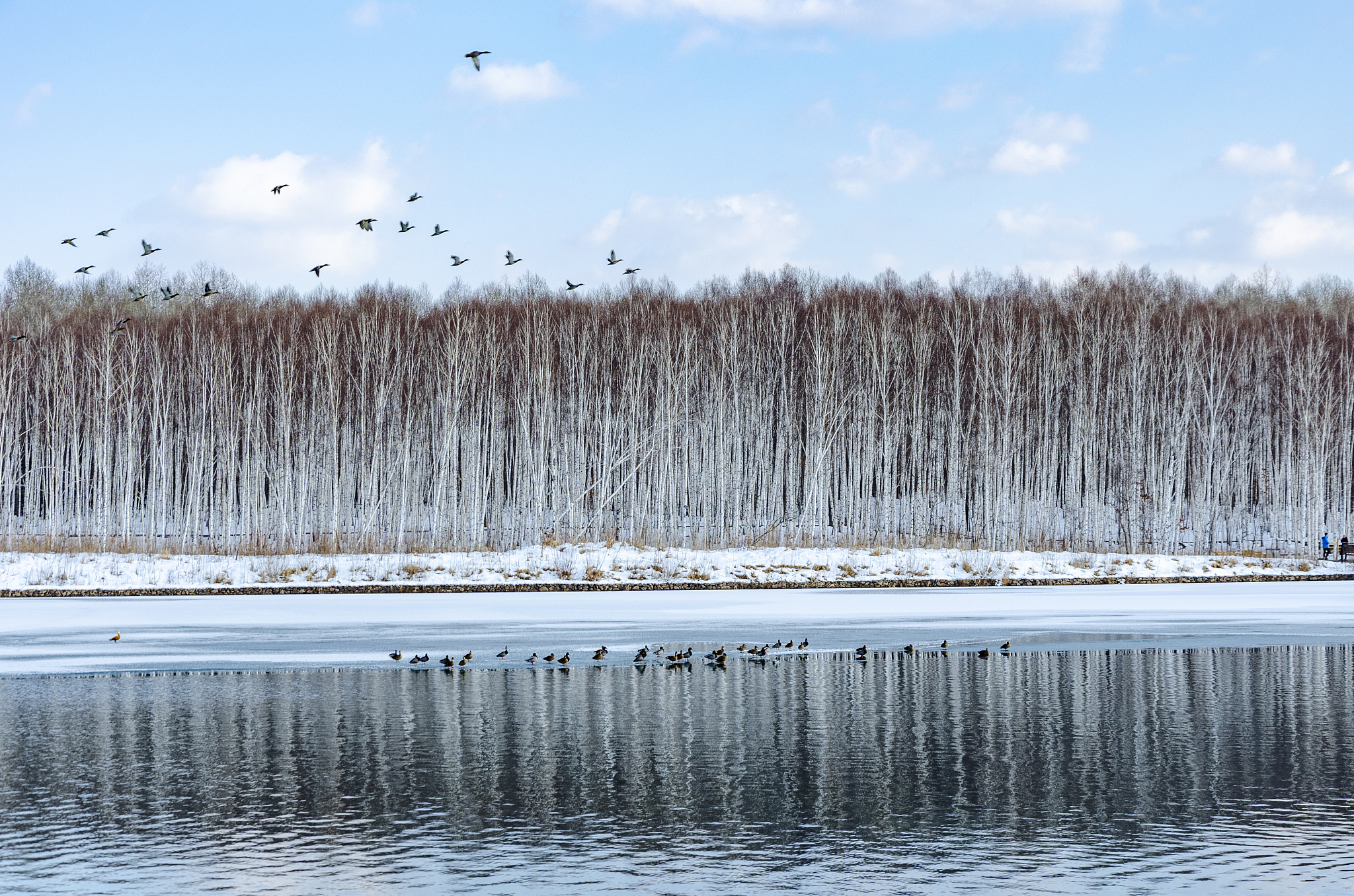 请用100字描述一下广袤的白桦林上空白云笼罩雪山一只孤鸟飞过的场景