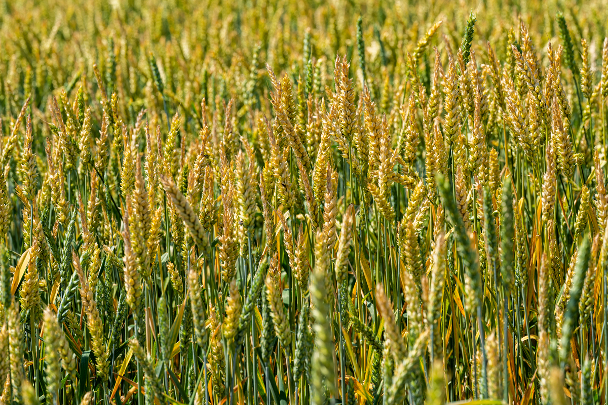 谷子成熟时间：何时收割最佳？