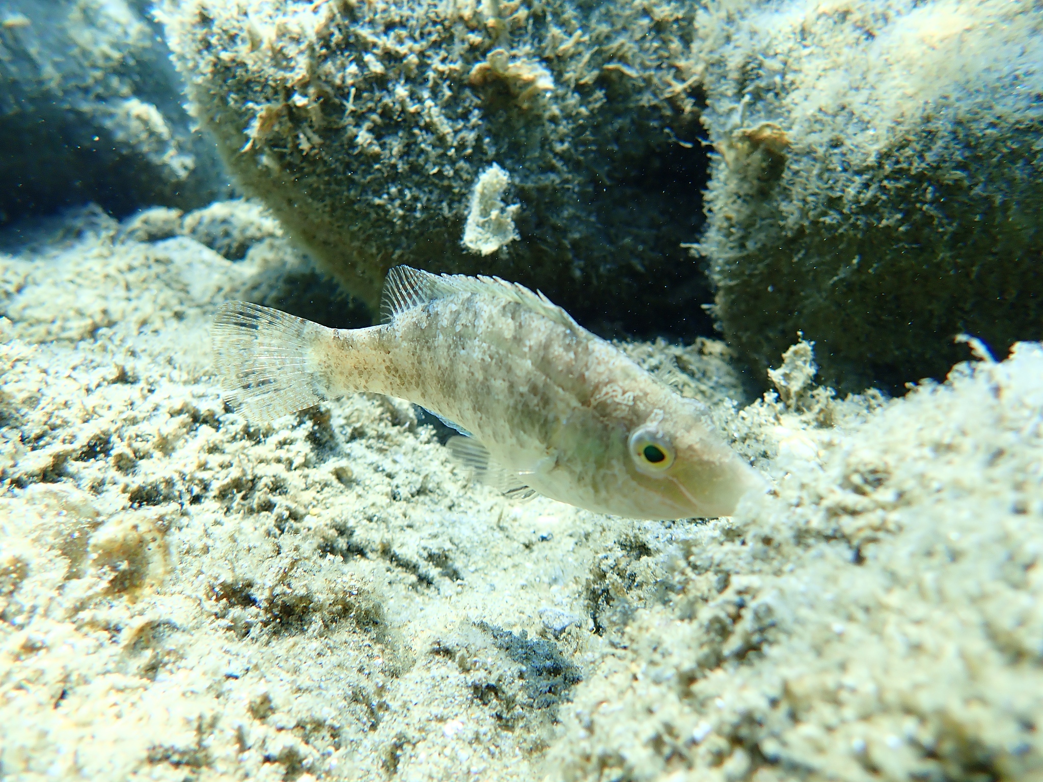 grey wrasse (symphodus cinereus)