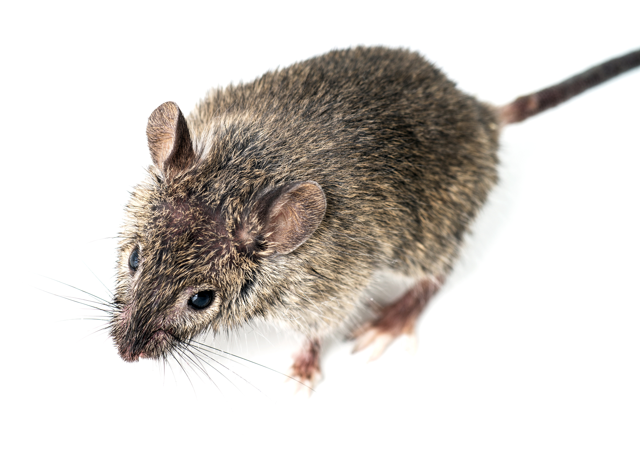 吃老鼠有什么用