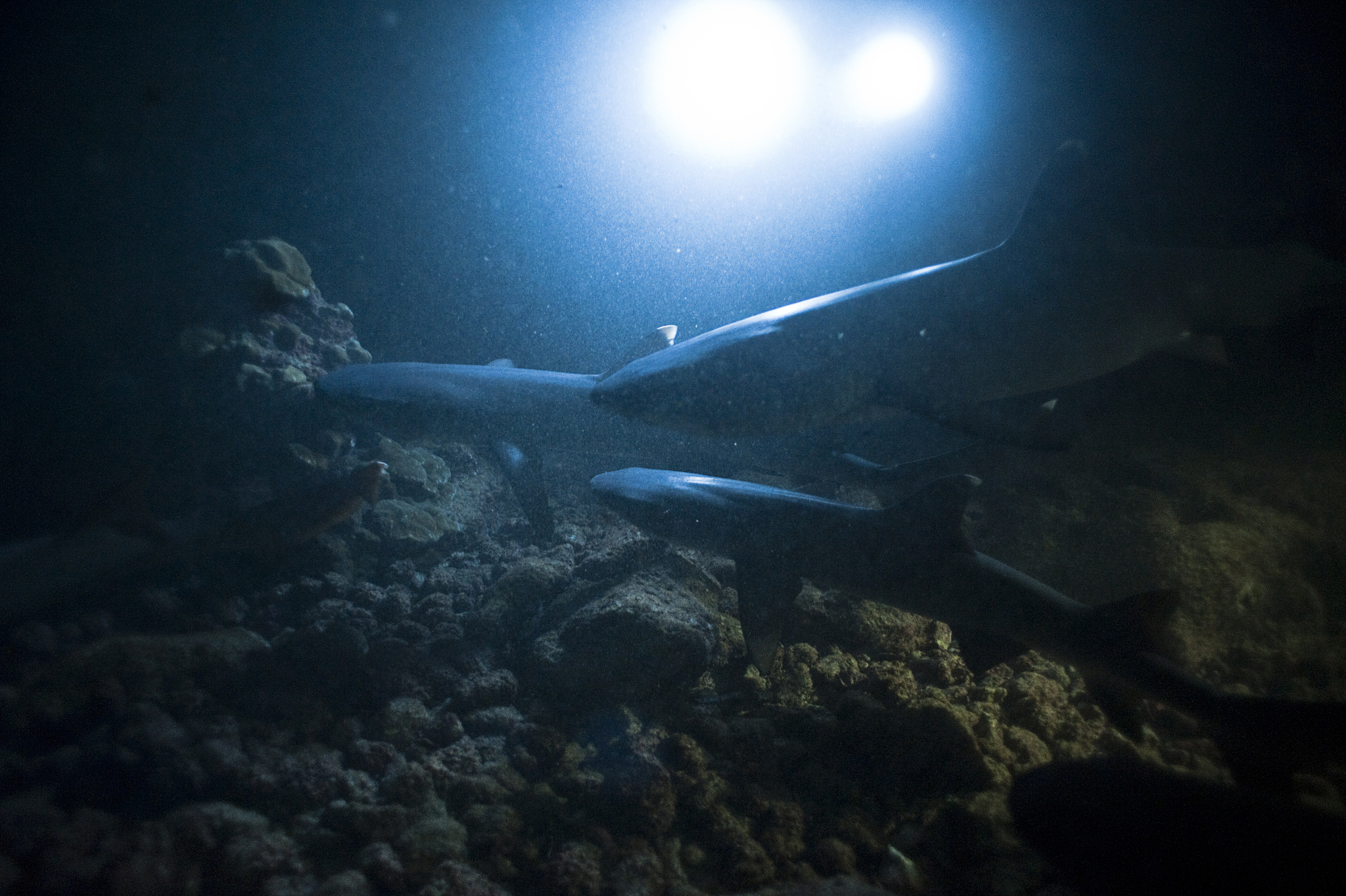 large school of white tip reef sharks that patrol the coral reef