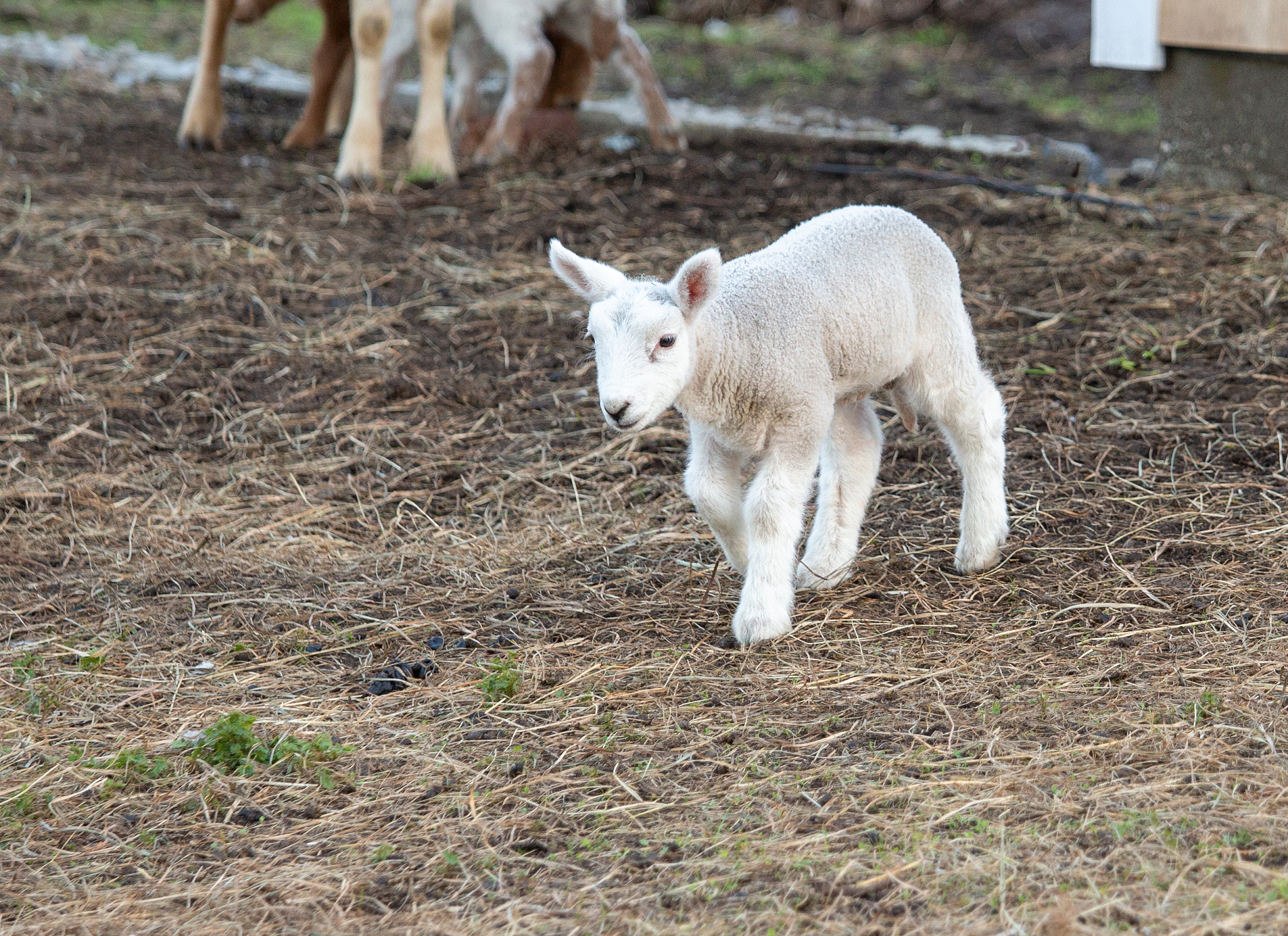 Sheep, Goats, and Their Diverse Relatives: The Caprinae Sub-family