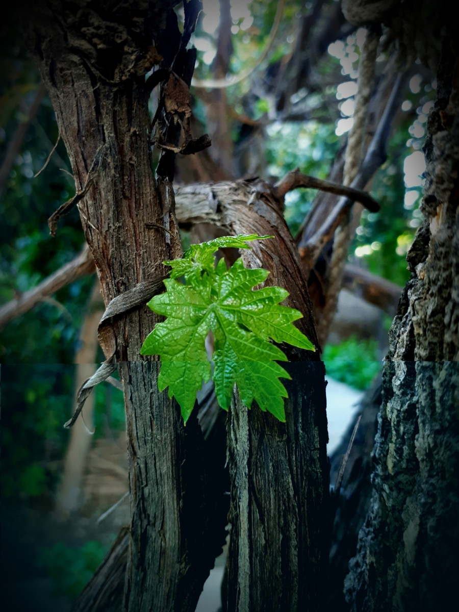 树木的启示：坚韧、扎根、耐心和成长