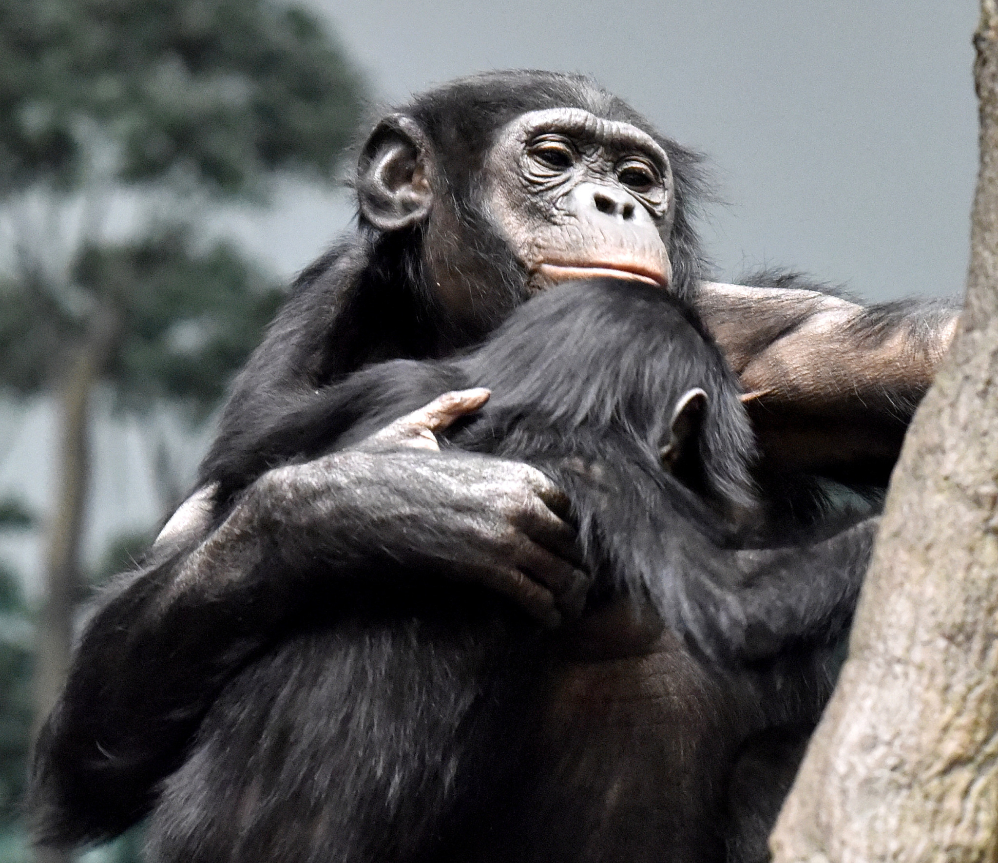 bonobo baby and mom