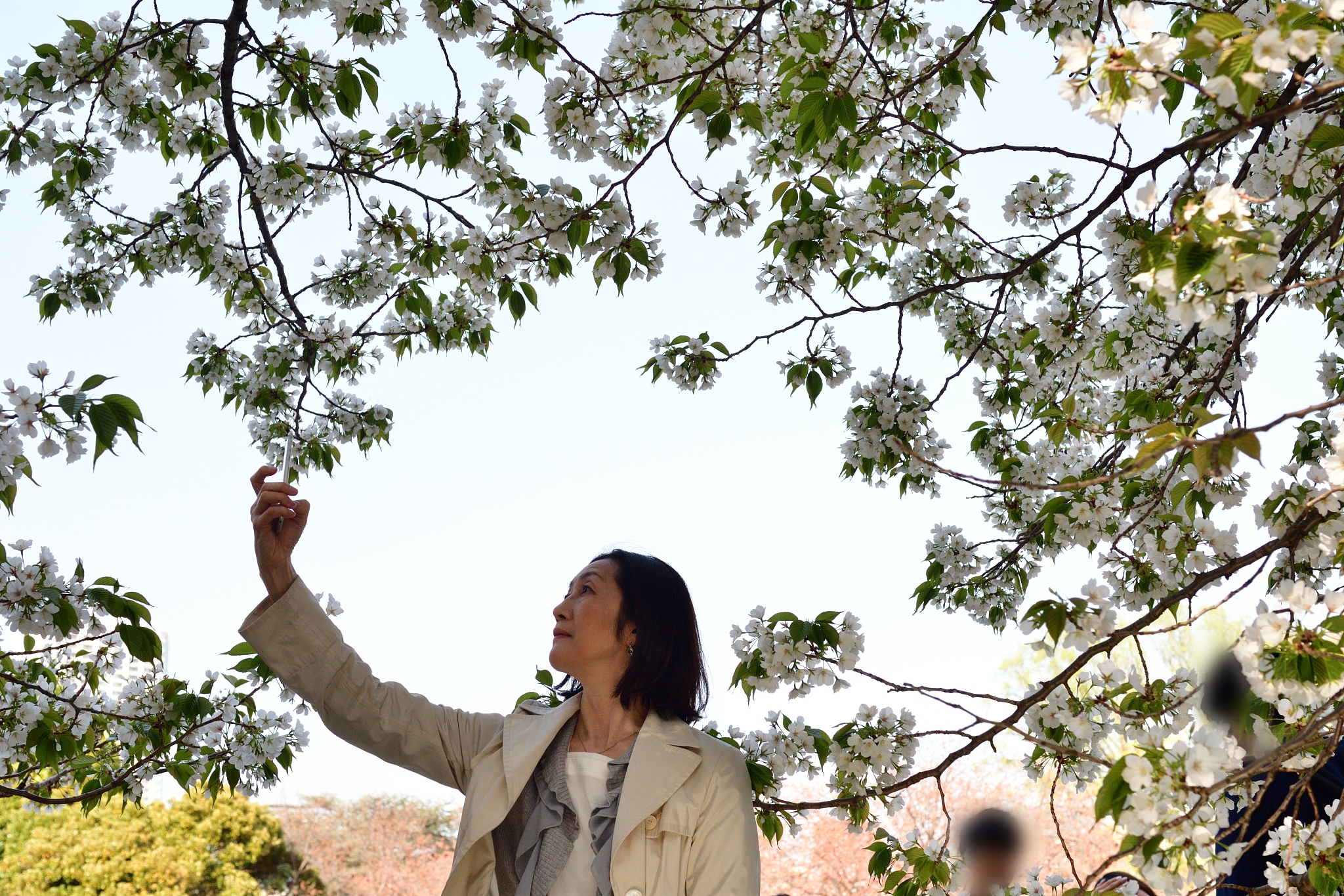 japanese woman appreciating cherry blossom in public park, tokyo
