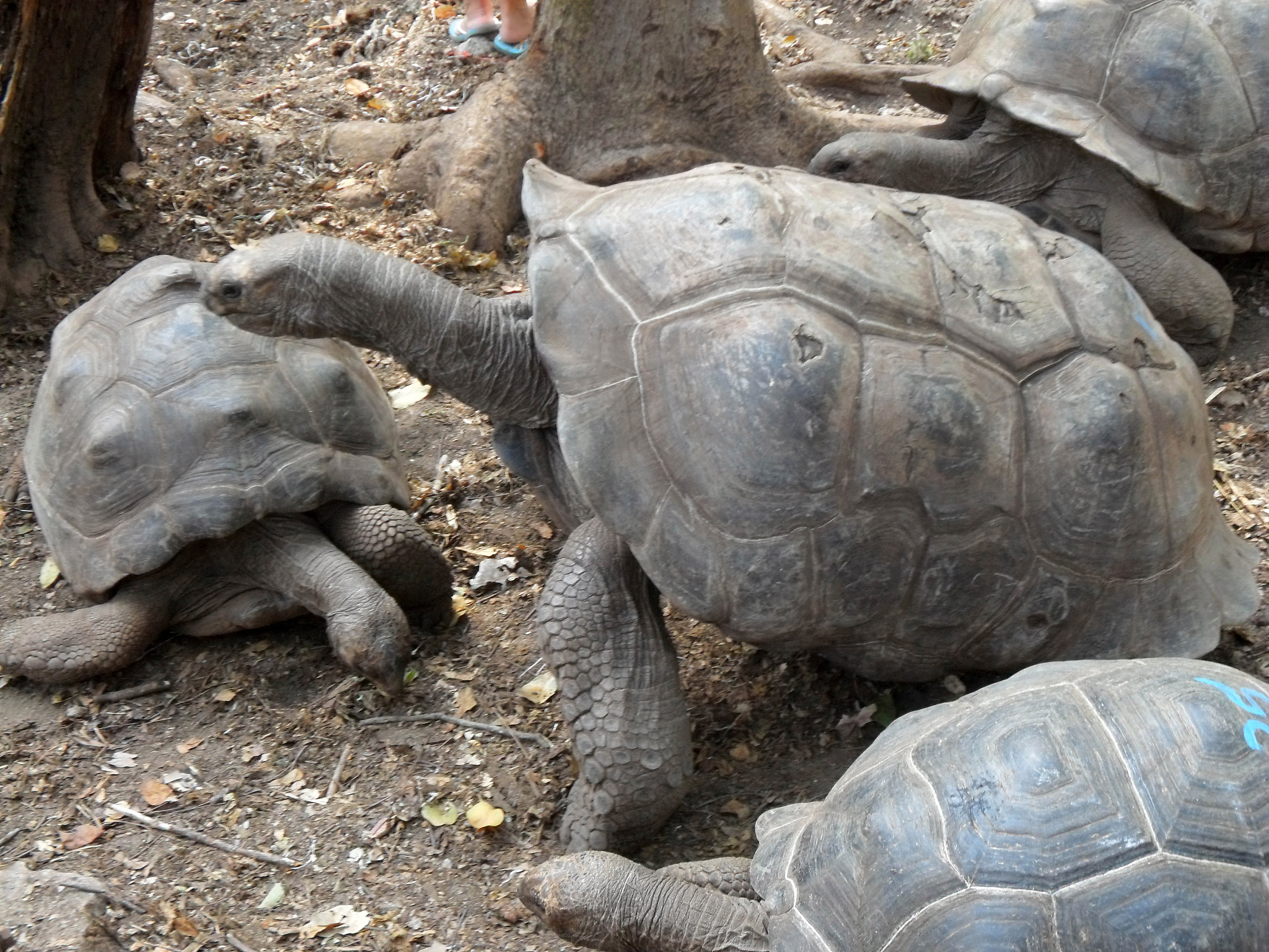 big turtles