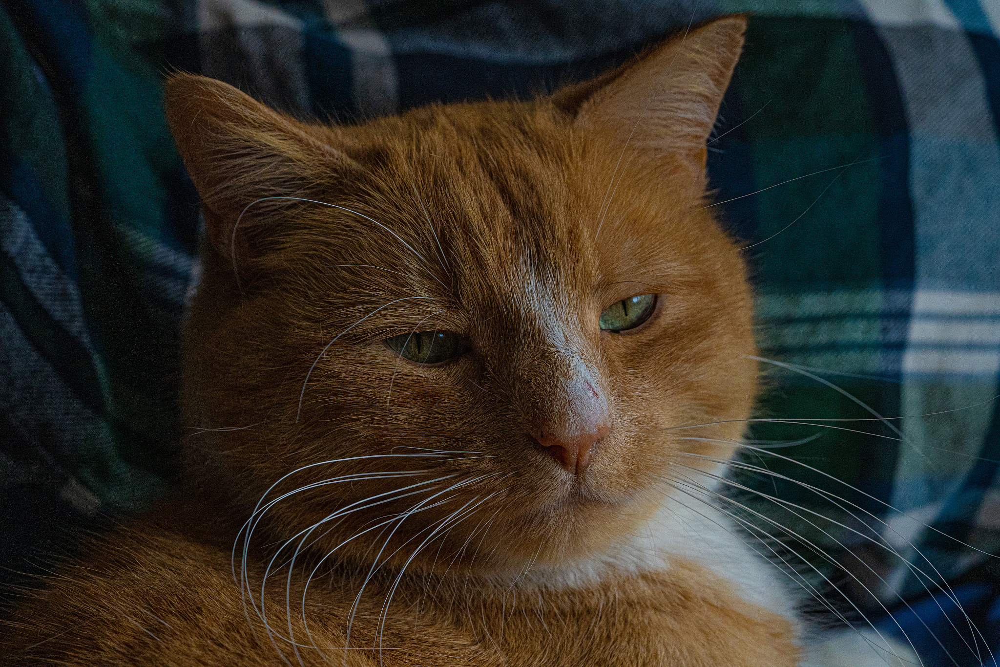 close up view of large ginger tabby cat showing eyes long whiske