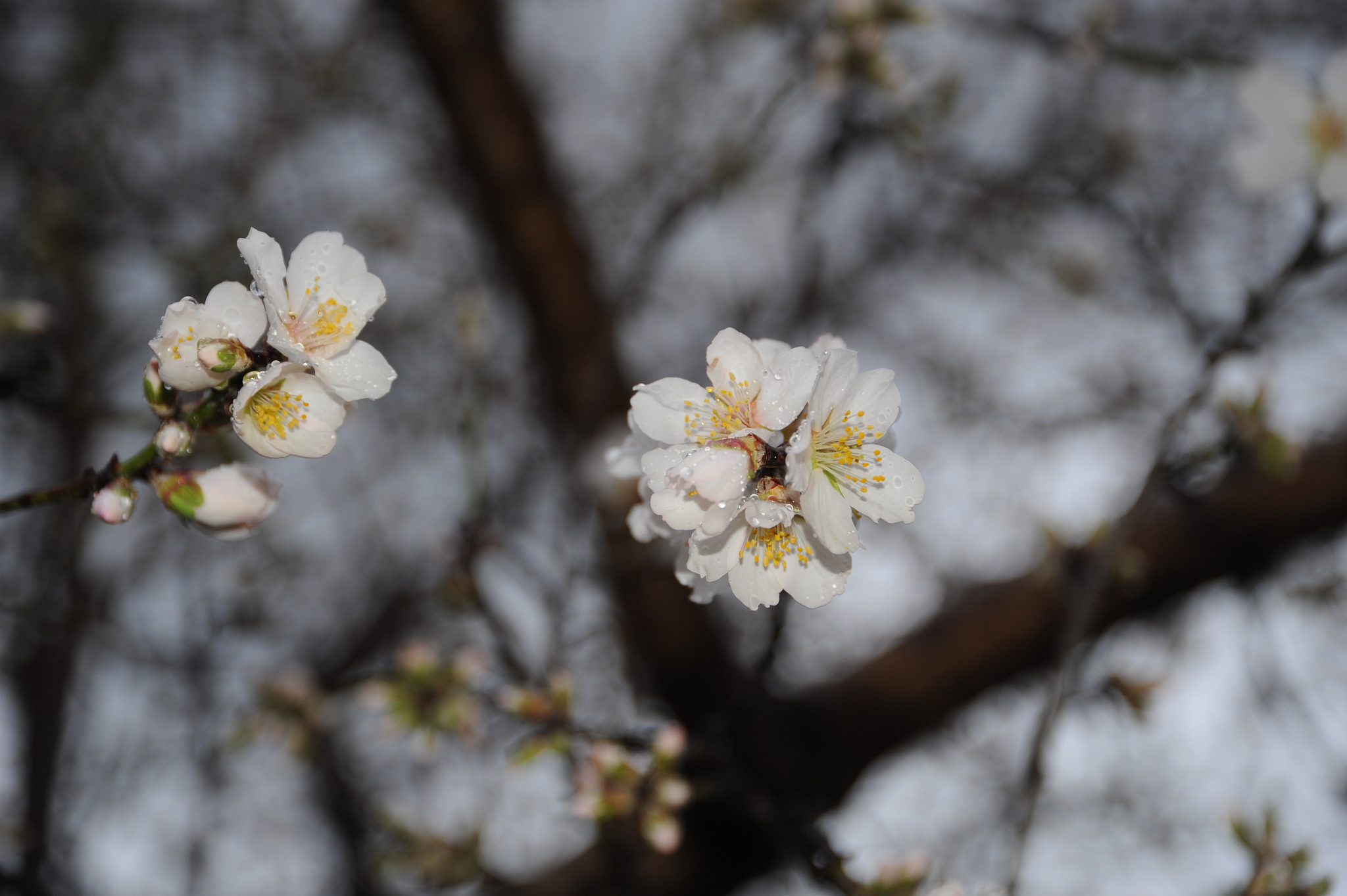 mandelblüte in spanien