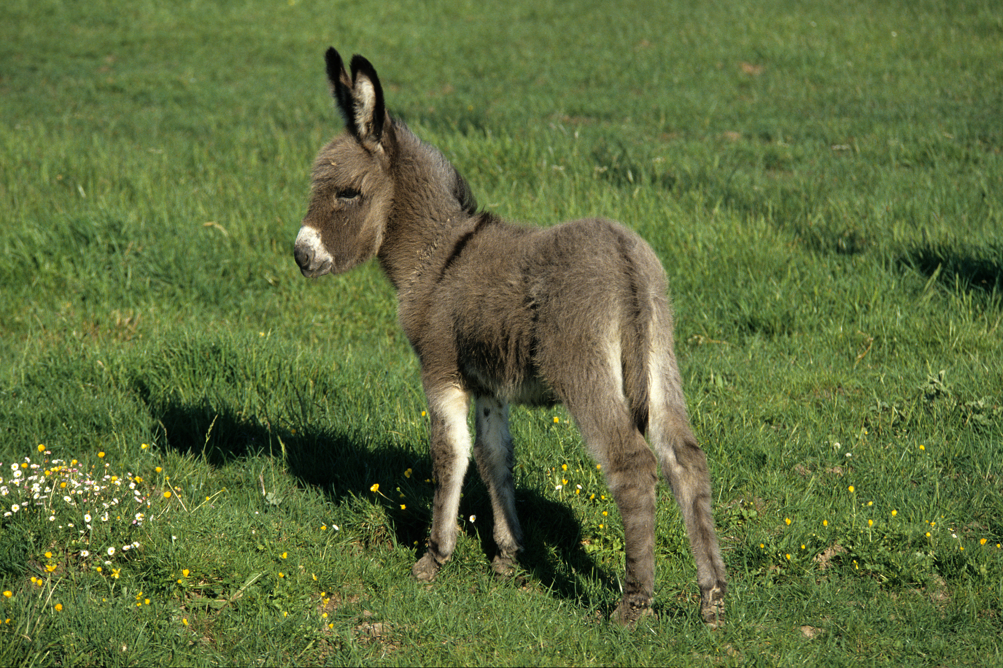 donkey