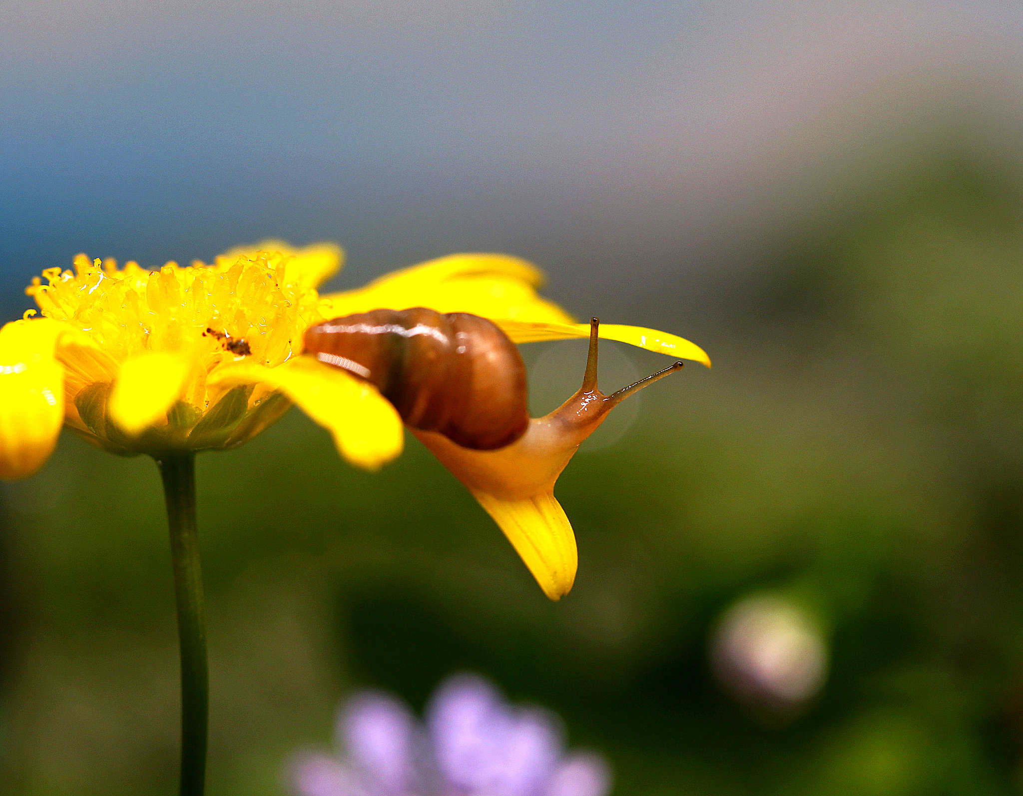 雨后暖心故事：小男孩与小蜗牛的友谊