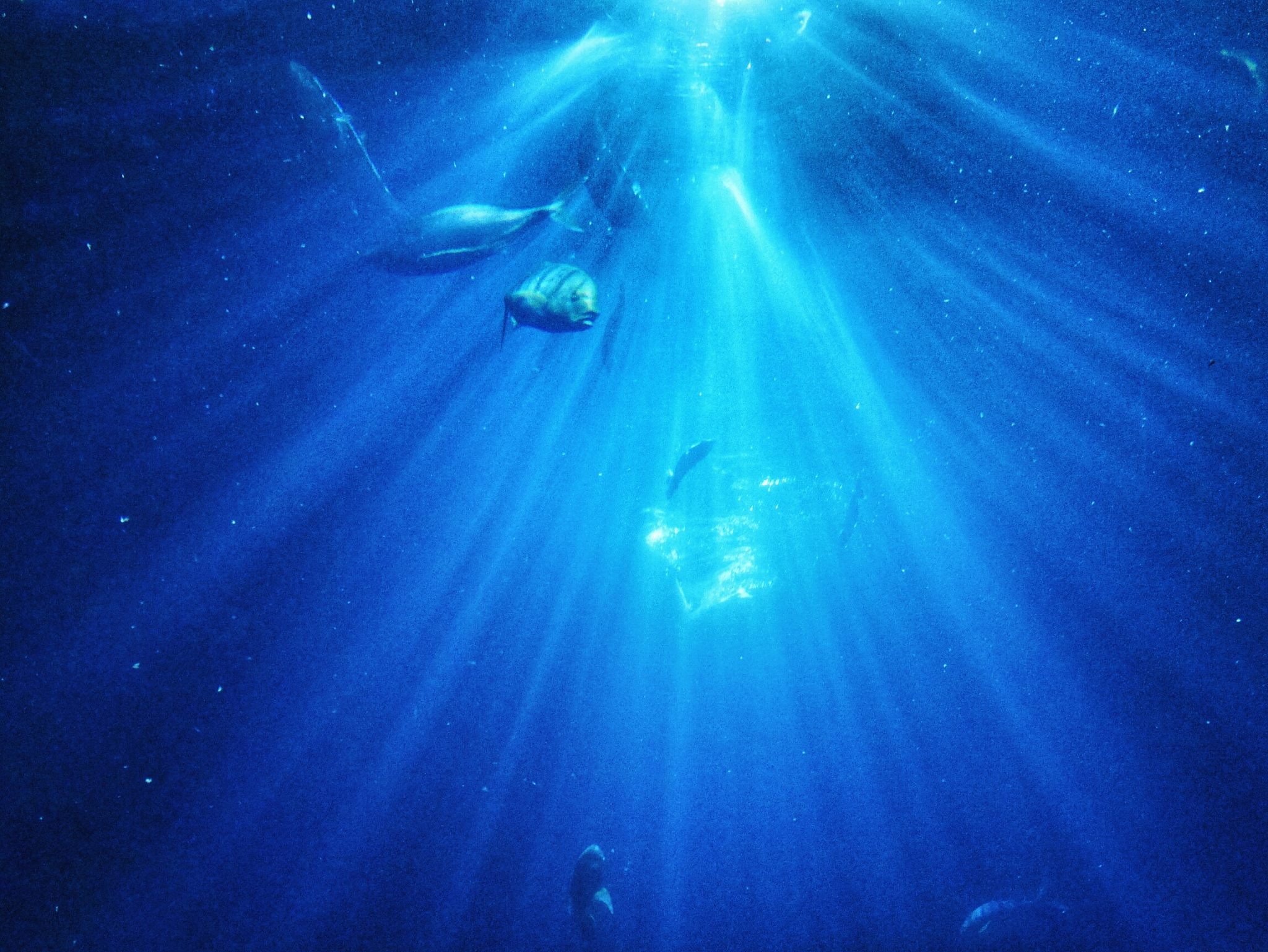 fishes swimming in sea