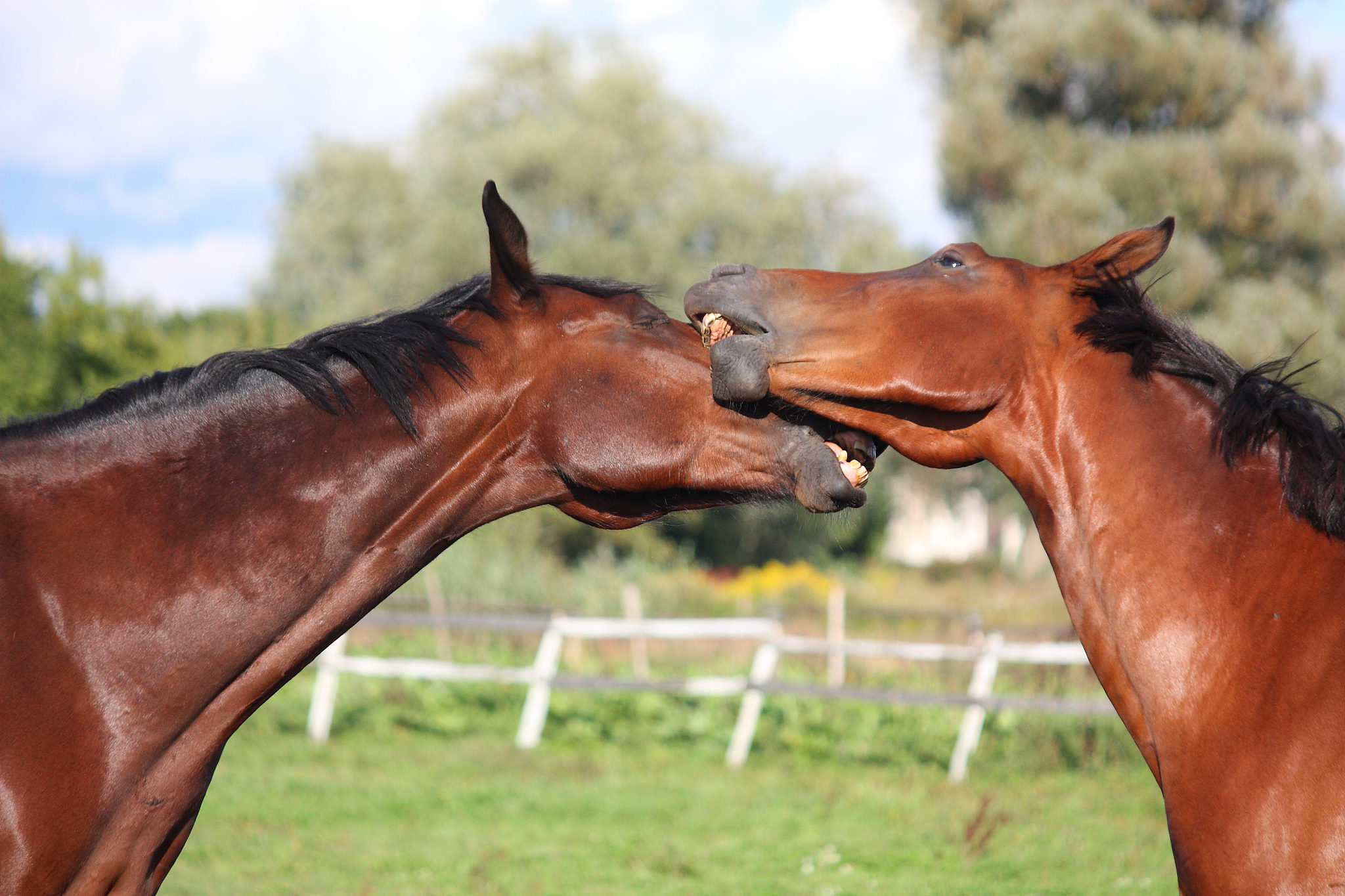 世界名马品种大全：探寻优雅与力量的化身