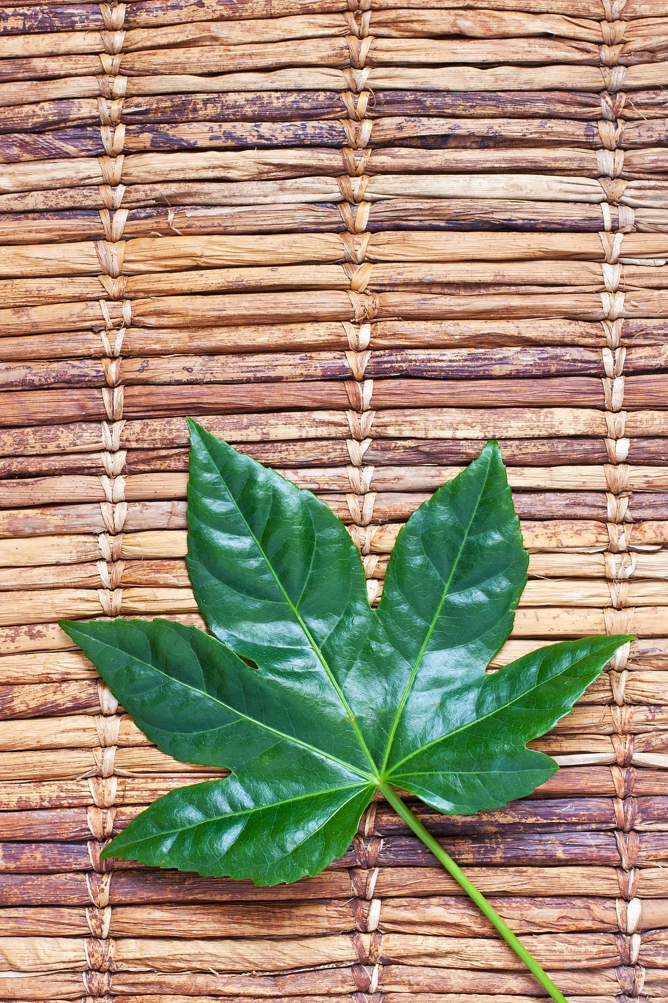 green leaves of palm tree on color background, top view