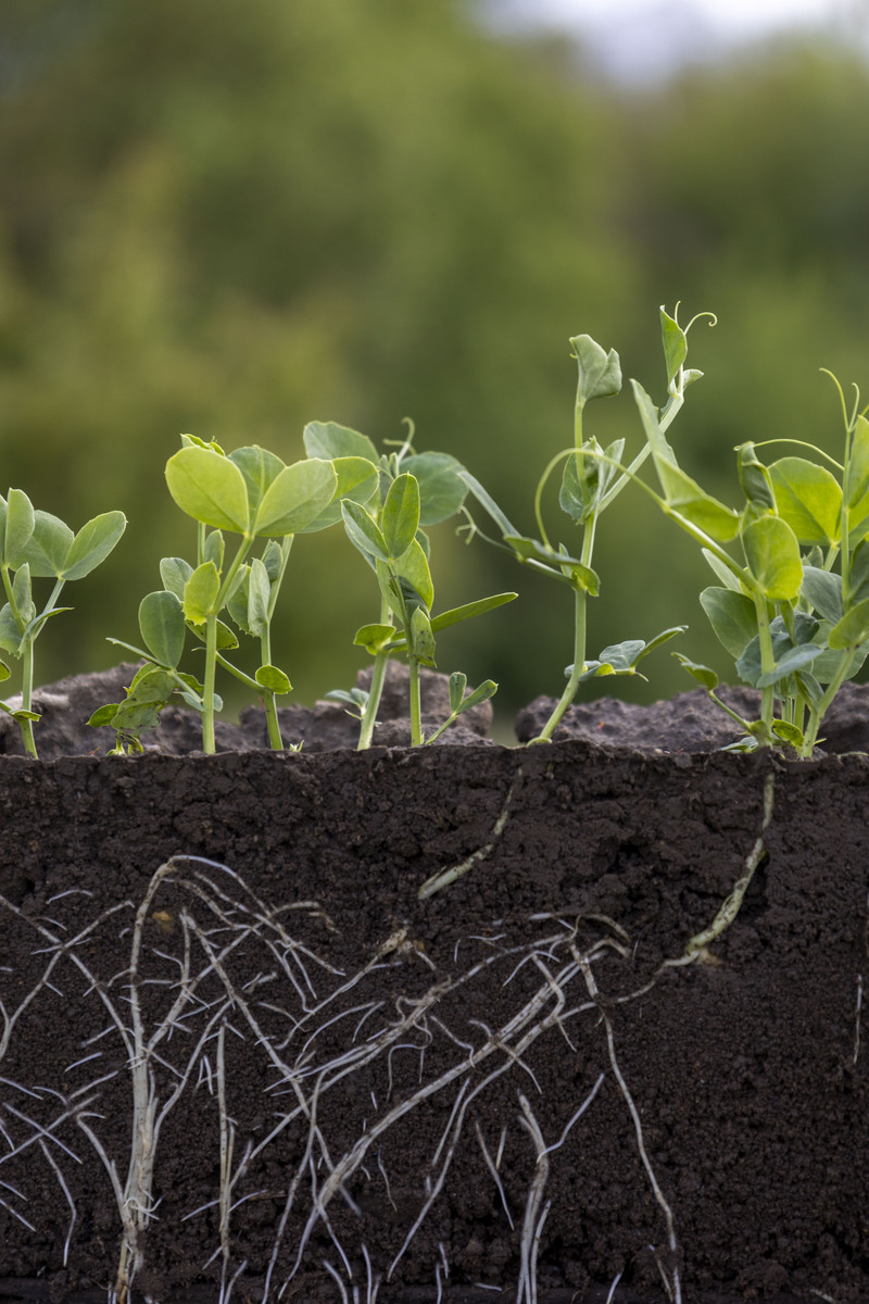 连作对木薯根际土壤真菌群落影响研究 - 多样性、物种和功能变化