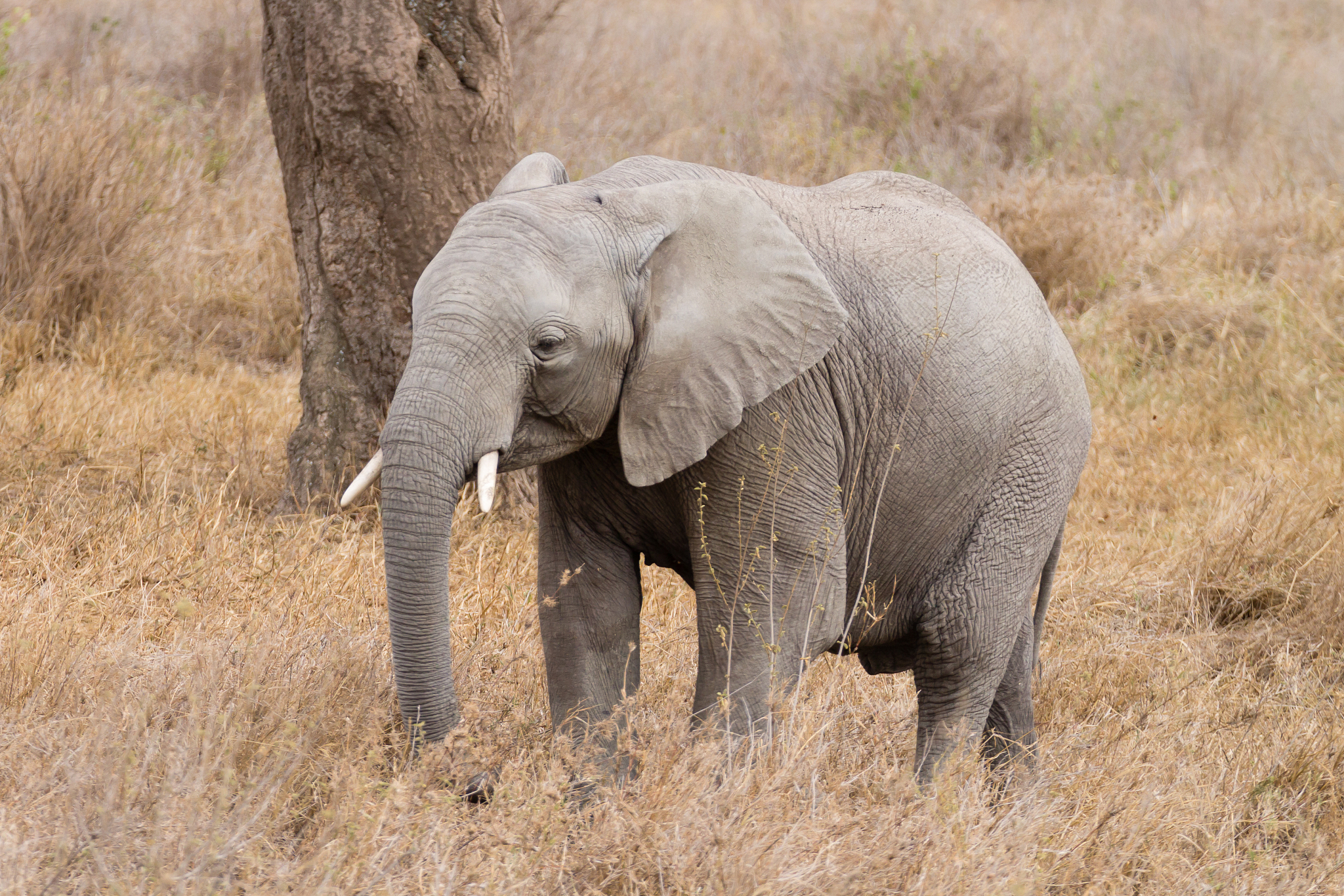 herd of elephants from serengeti national park, tanzania, africa