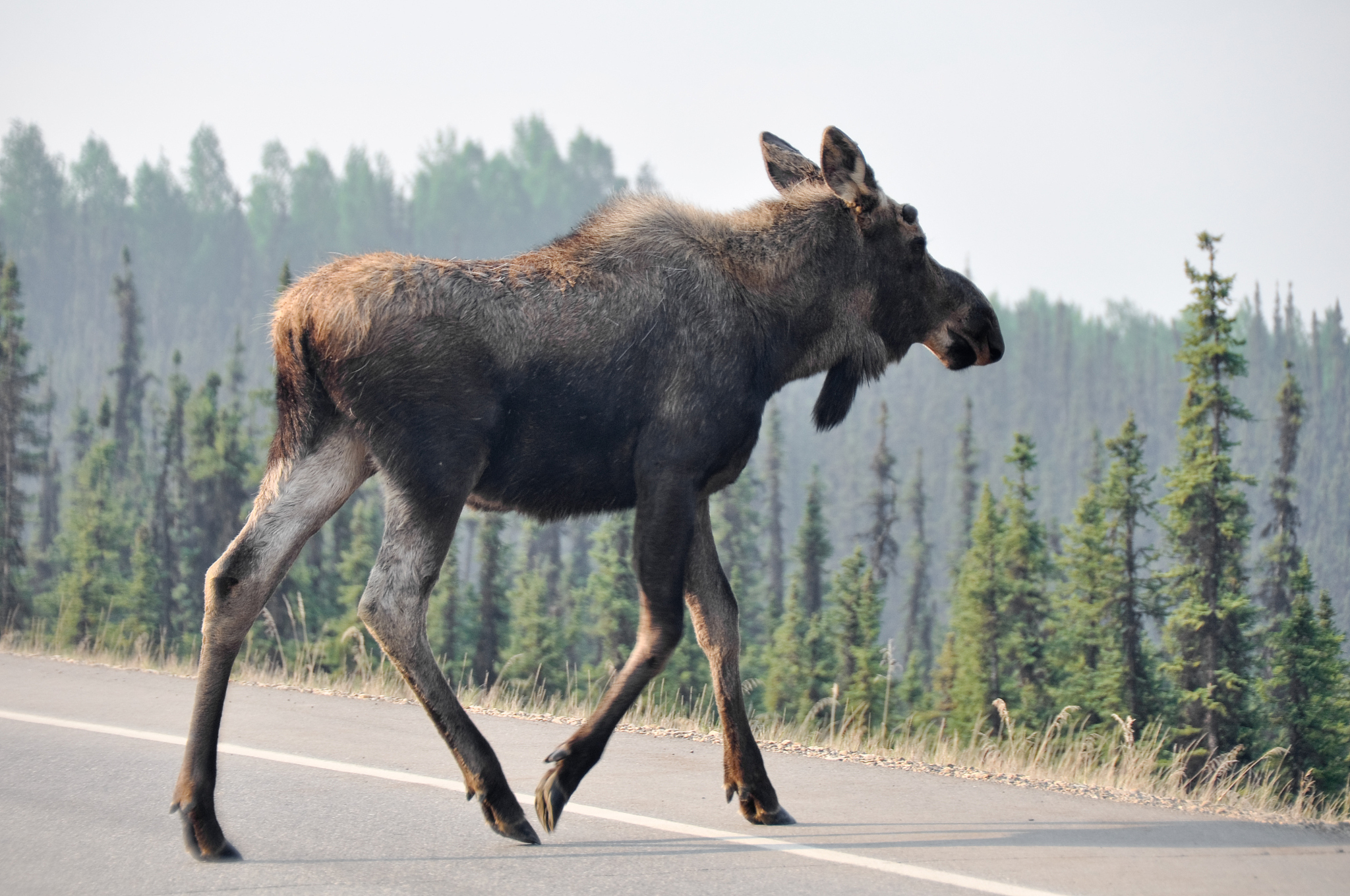 wild moose crossing the road, denali national park, alaska