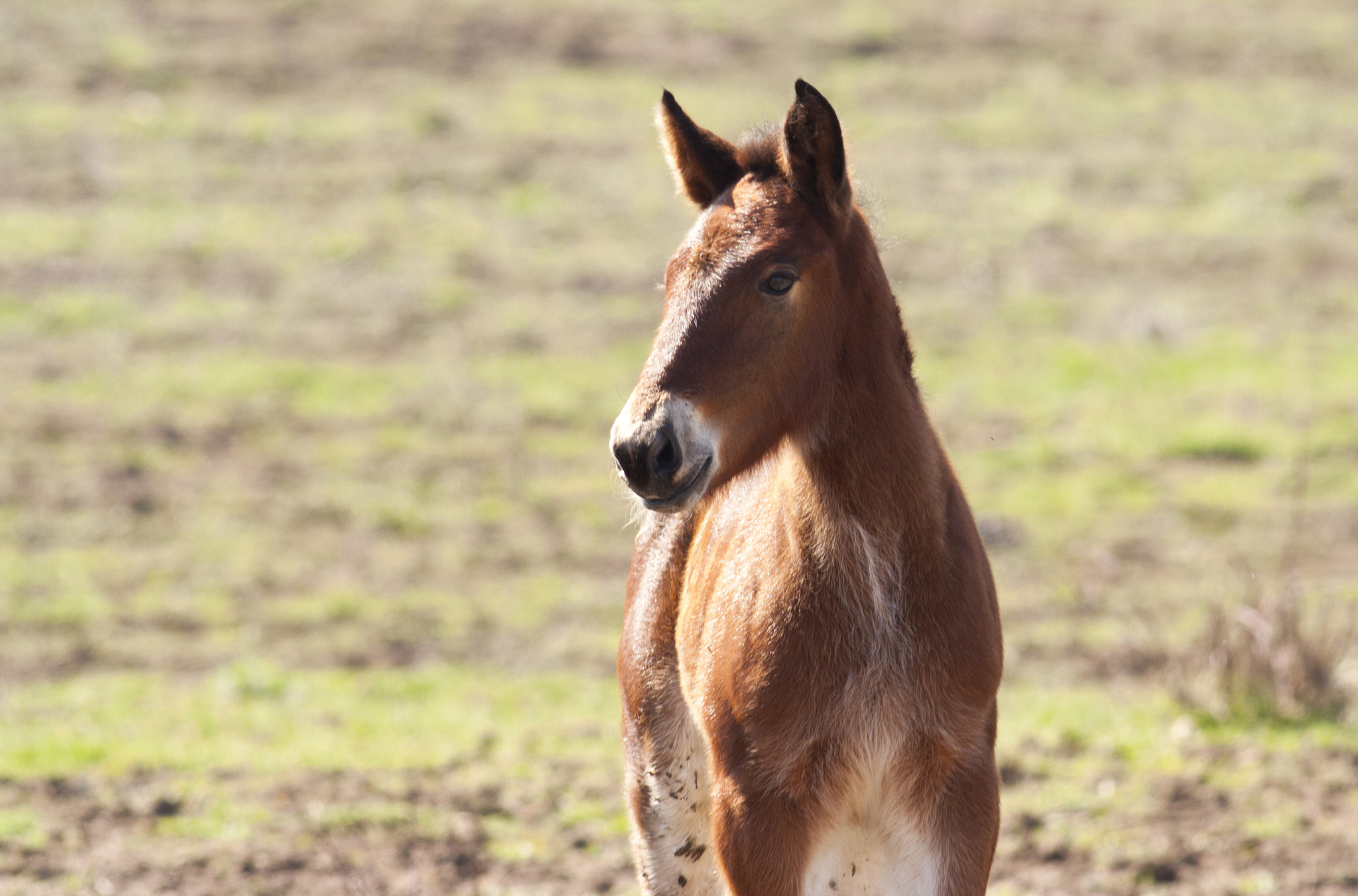 young horse