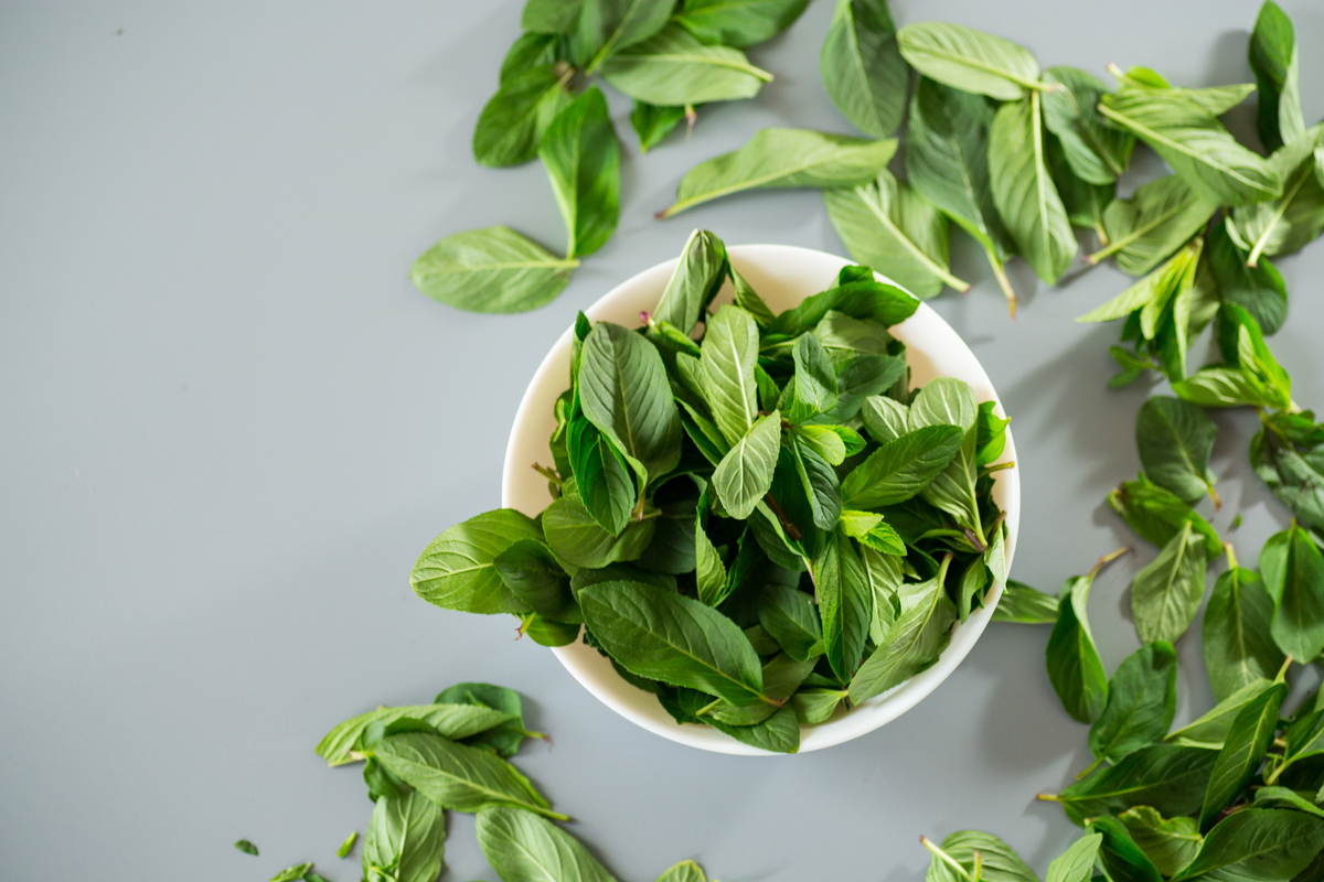 桑叶茶的功效与作用：降血脂、降血糖、抗氧化、增强免疫力