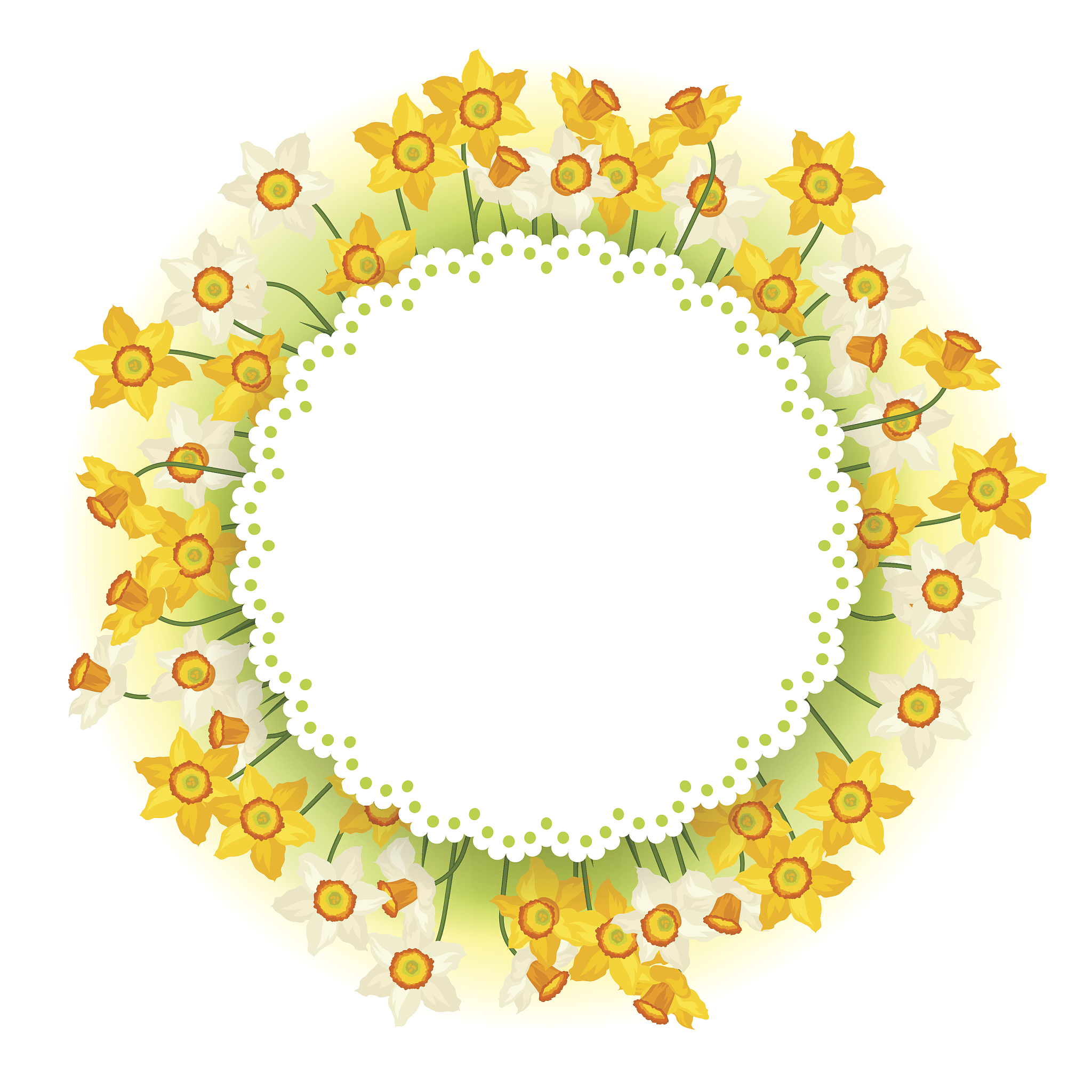 spring flowers narcissus natural background.
