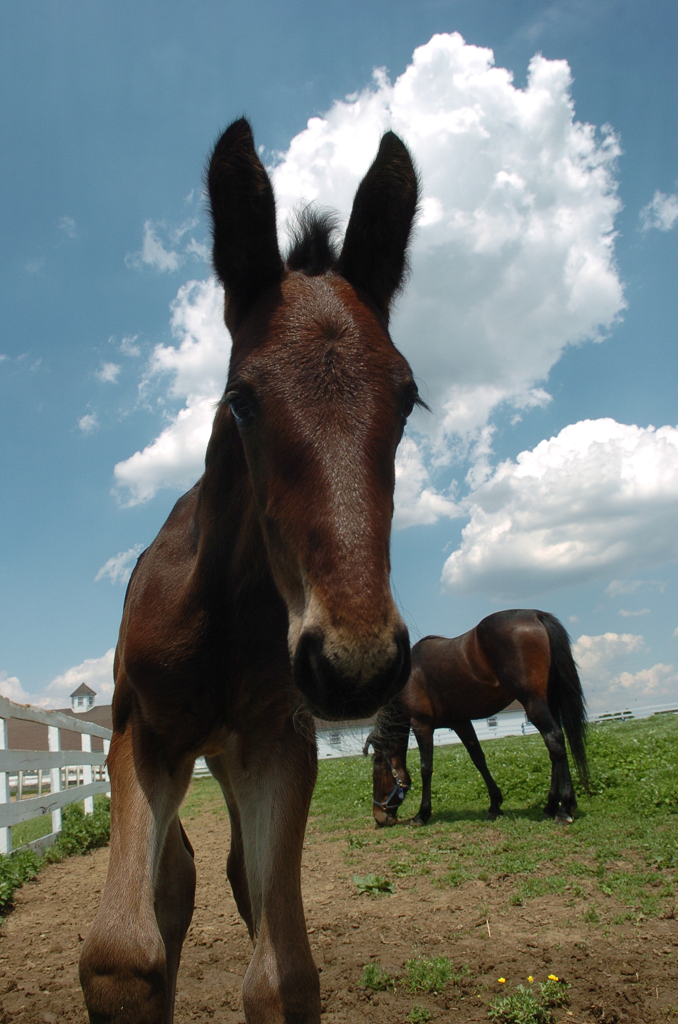 baby horse posing for camera