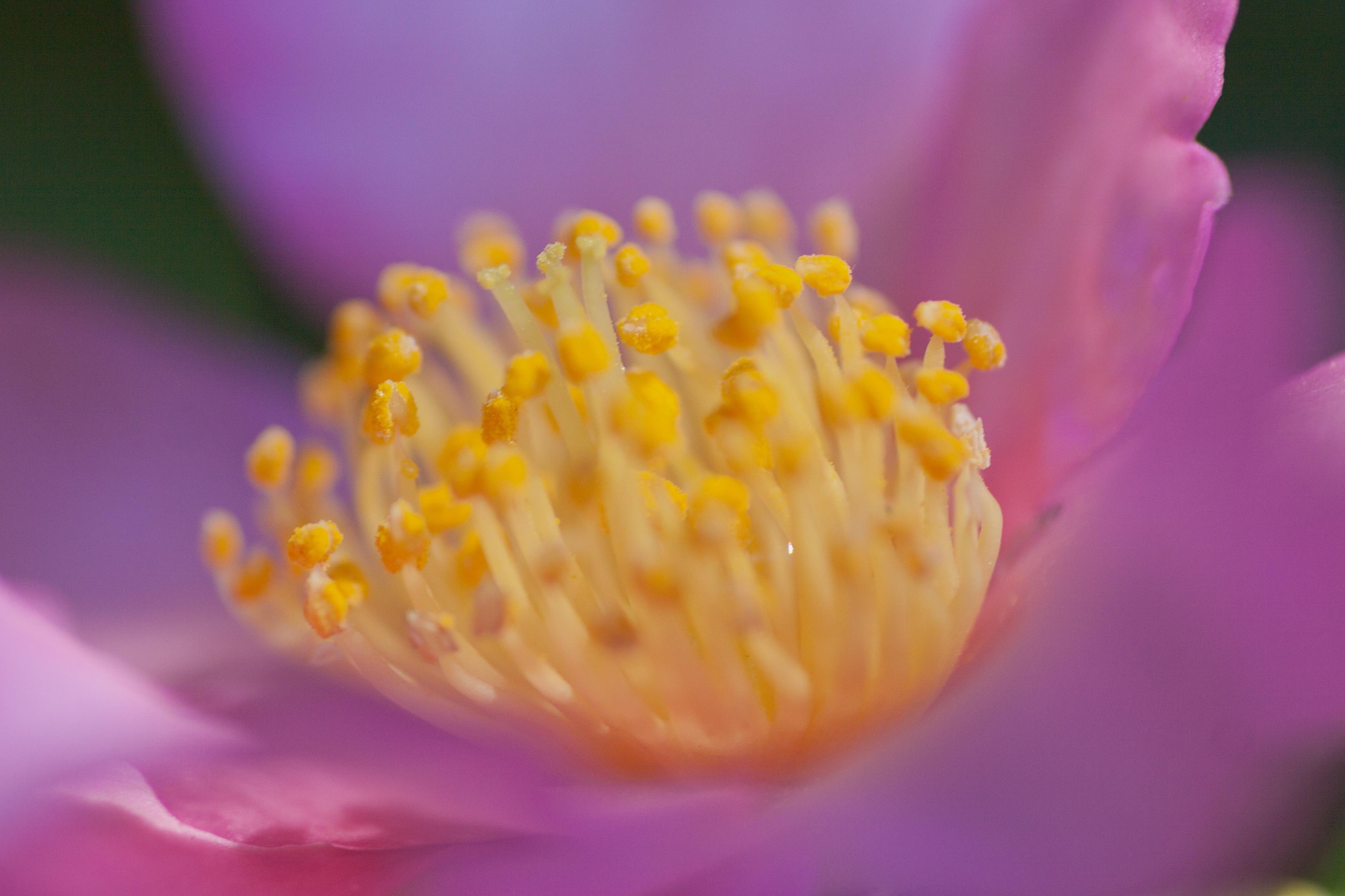 华为交换机配置VLAN