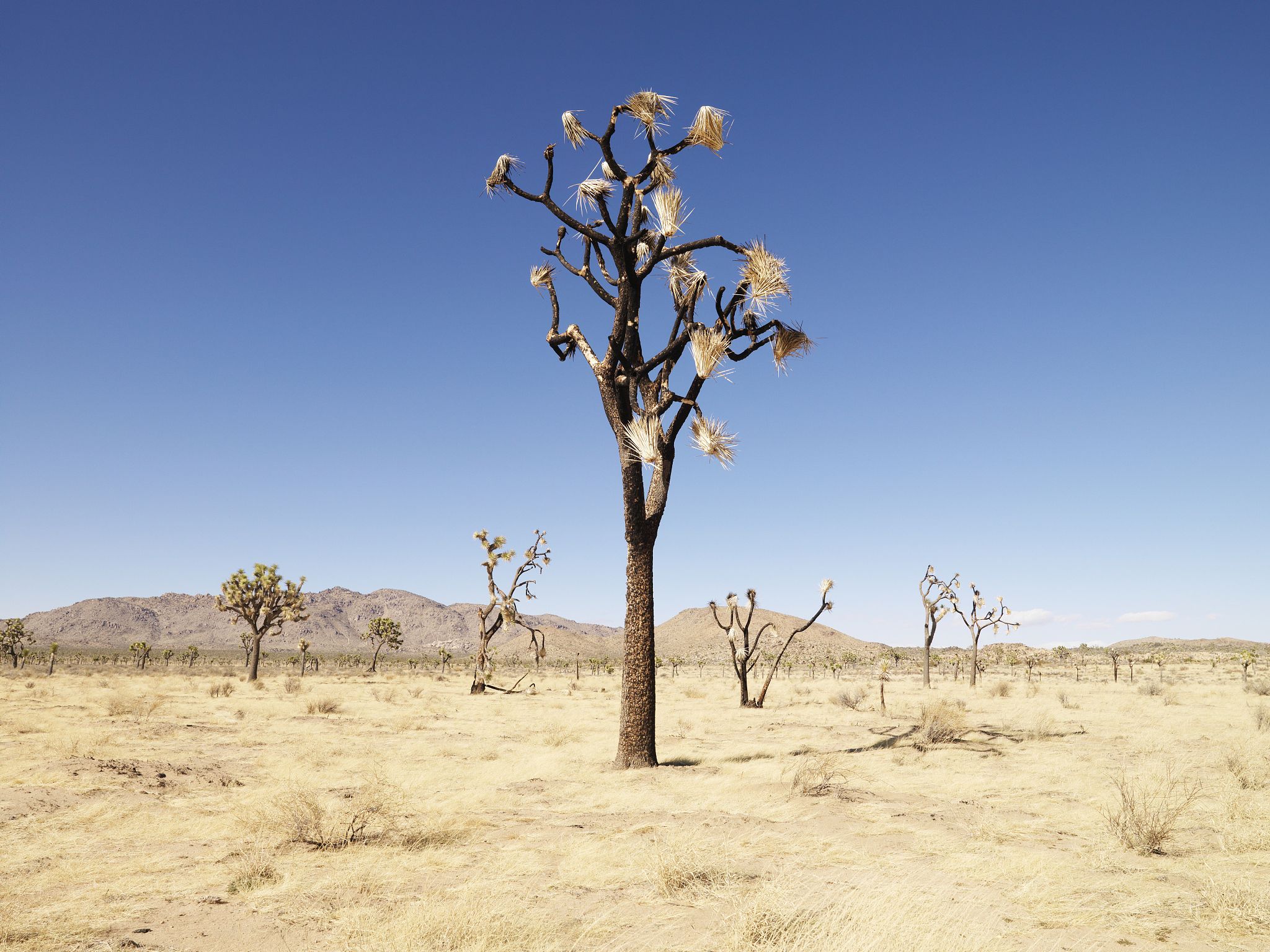 丝棉木能否用于防沙治沙