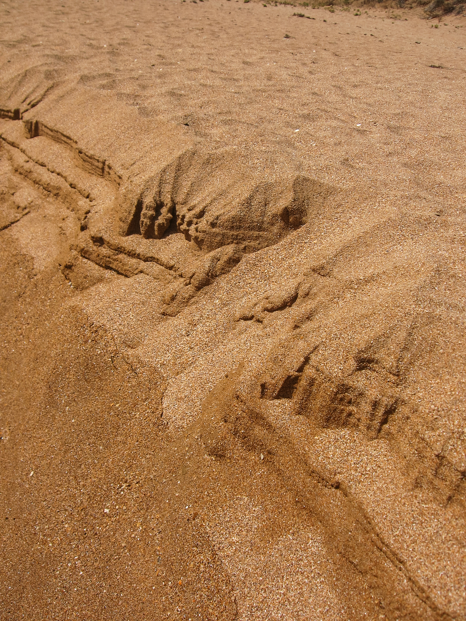 sandy beach, sea sand running due to the strong wind. natural te