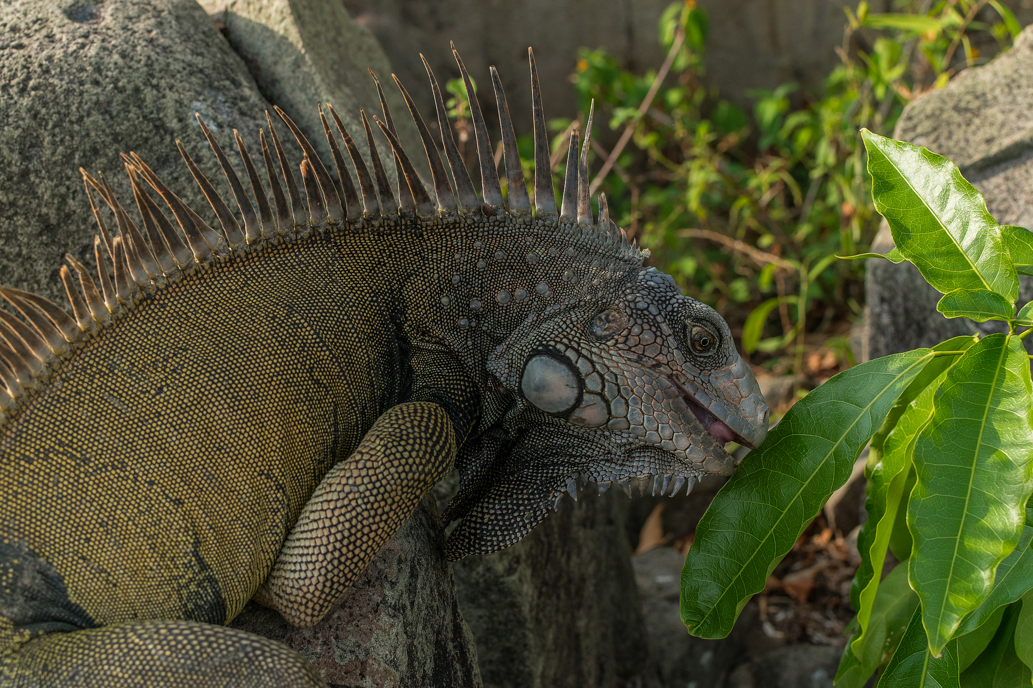 What is a Cobra? - Meaning and Definition